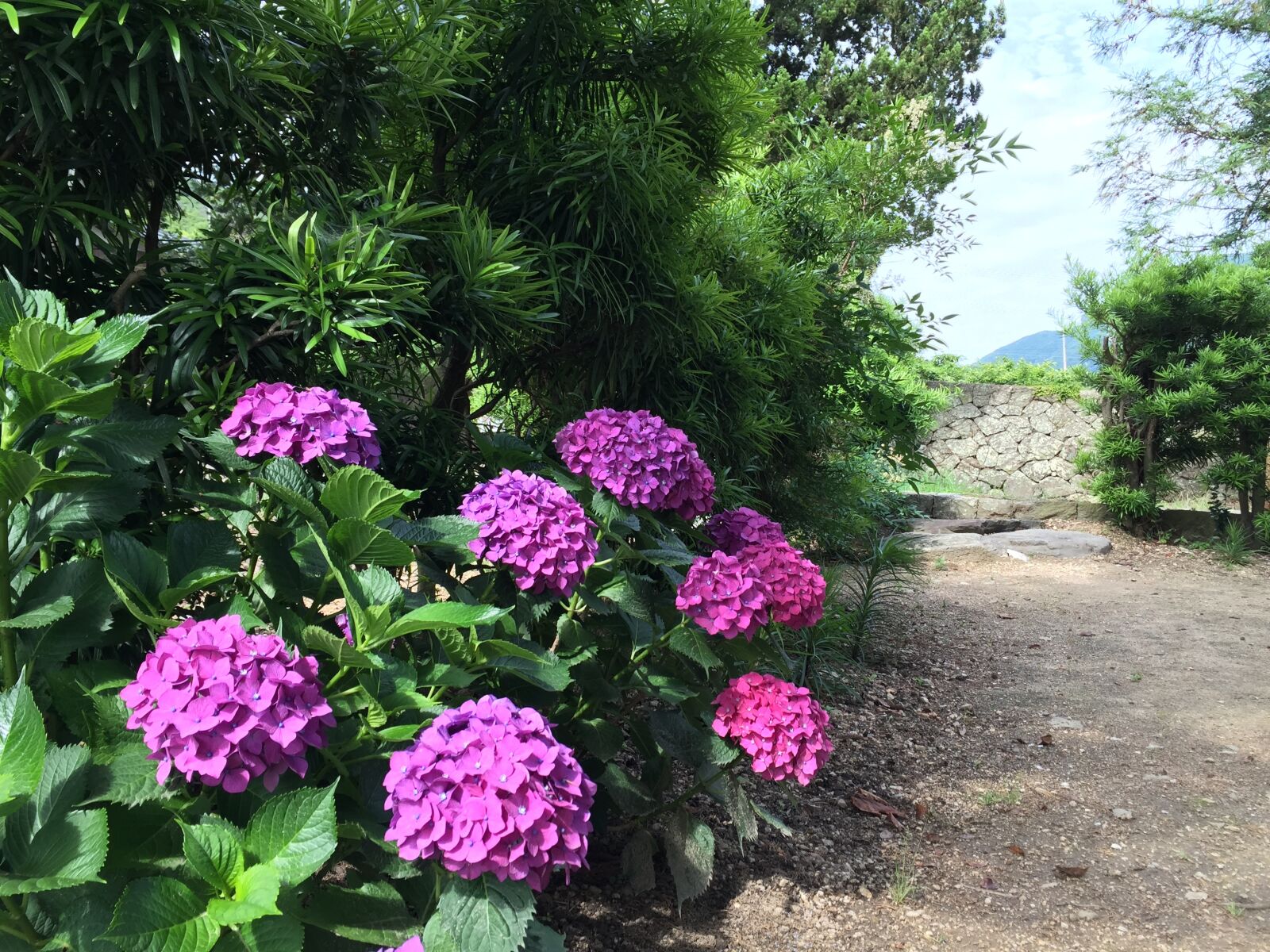 iPhone 6 back camera 4.15mm f/2.2 sample photo. Flowers, views, hydrangea photography