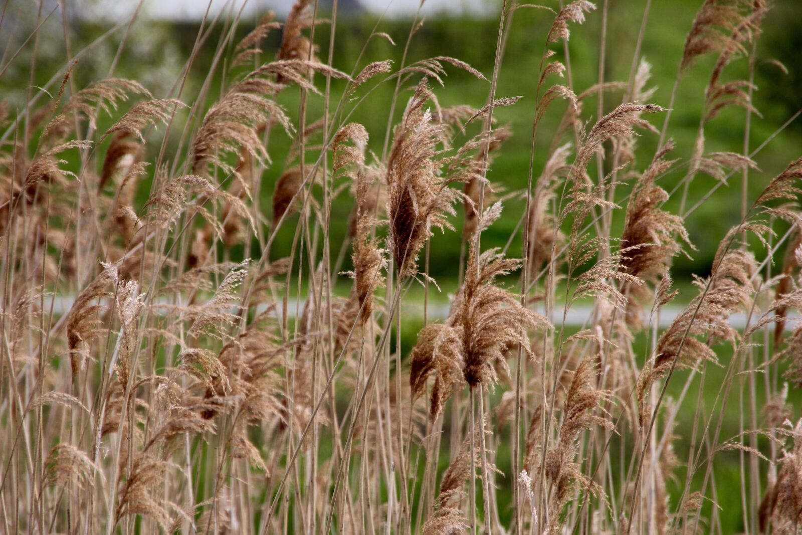 Canon EOS 60D sample photo. Lake, plant, water photography