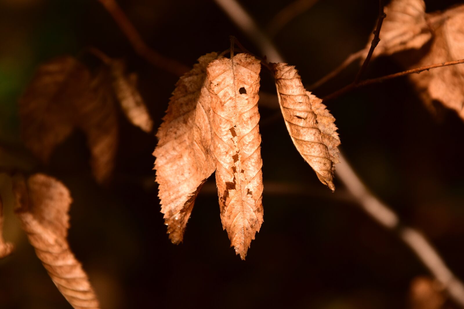 Nikon D3300 sample photo. Beech, beech leaves, leaves photography