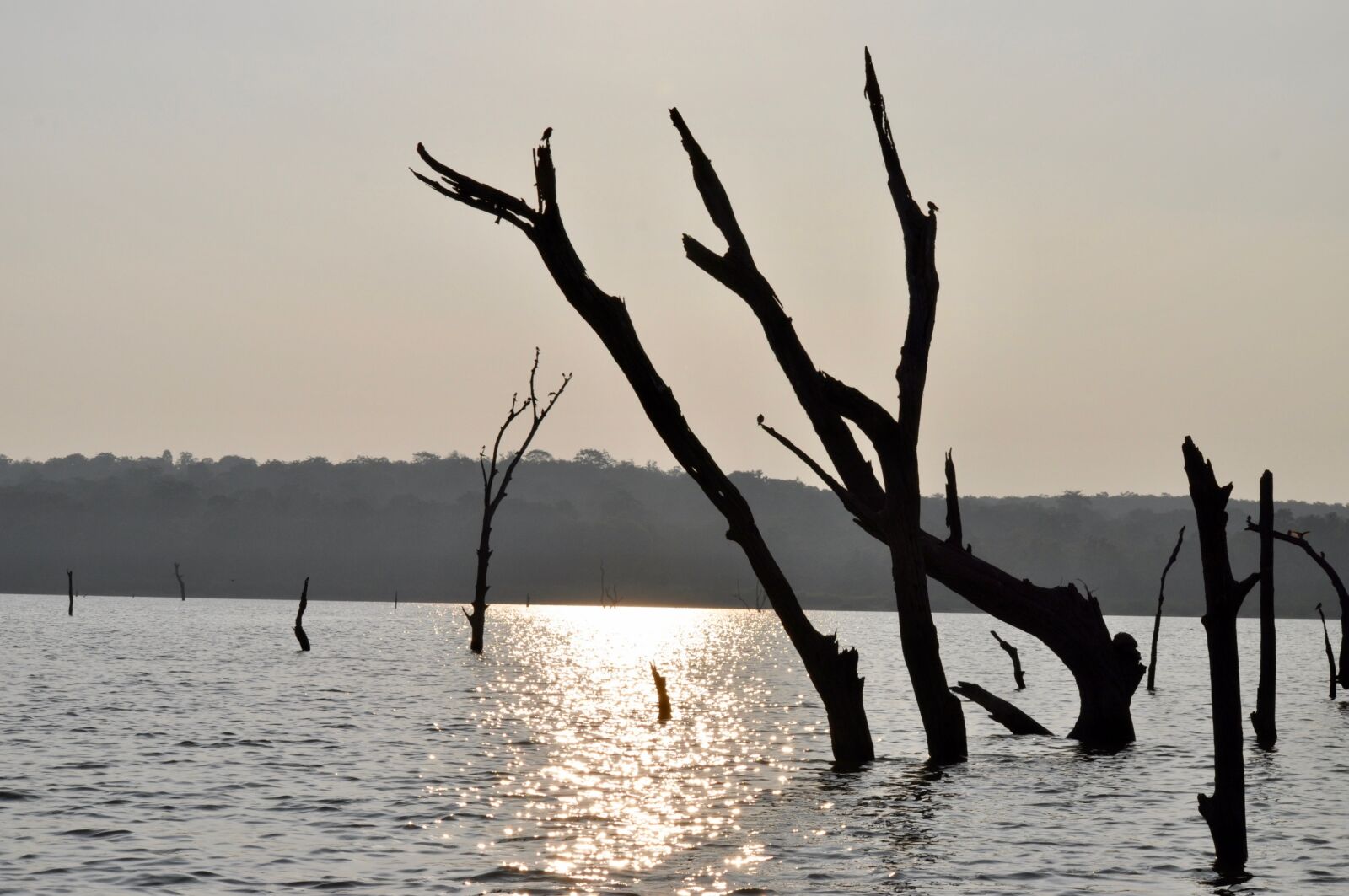 Nikon D5000 sample photo. Twigs, water, sun photography