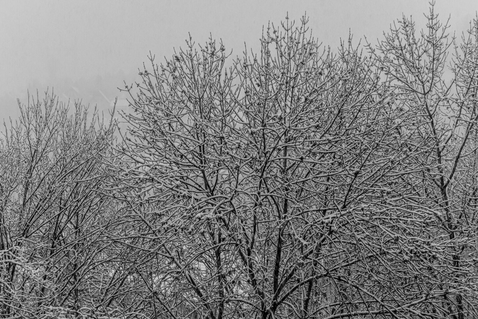 Nikon D5300 sample photo. Crown, winter, deciduous tree photography