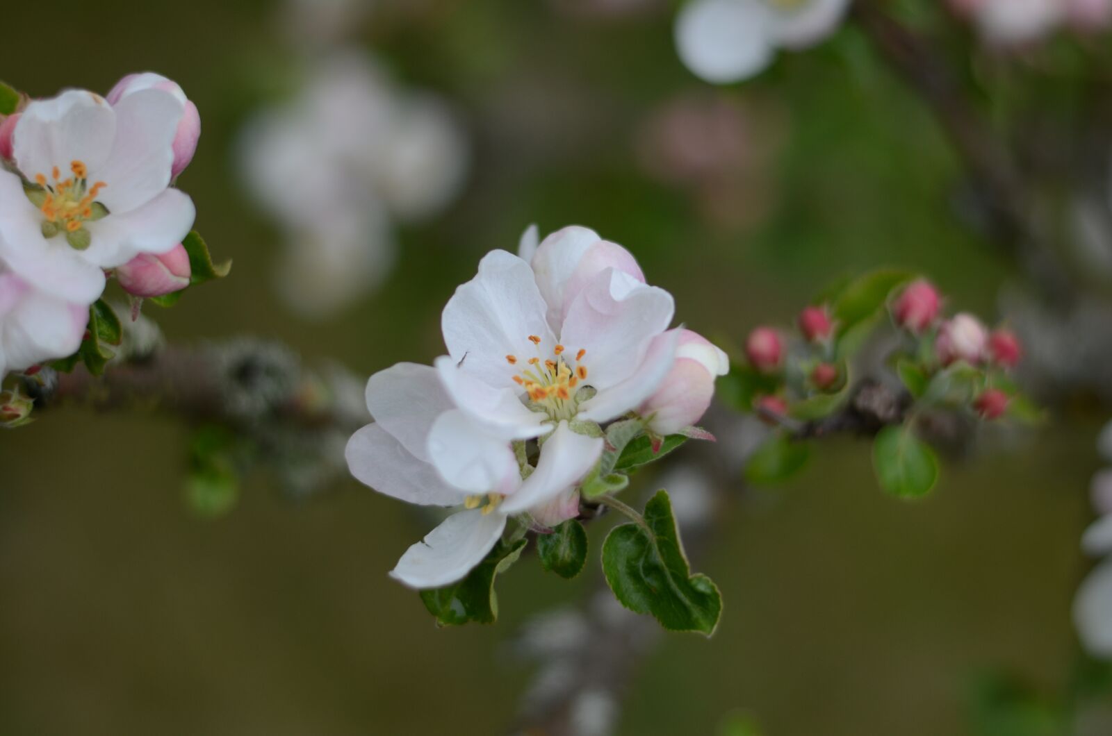 Nikon D5100 sample photo. Cherry, blossom, blooming photography