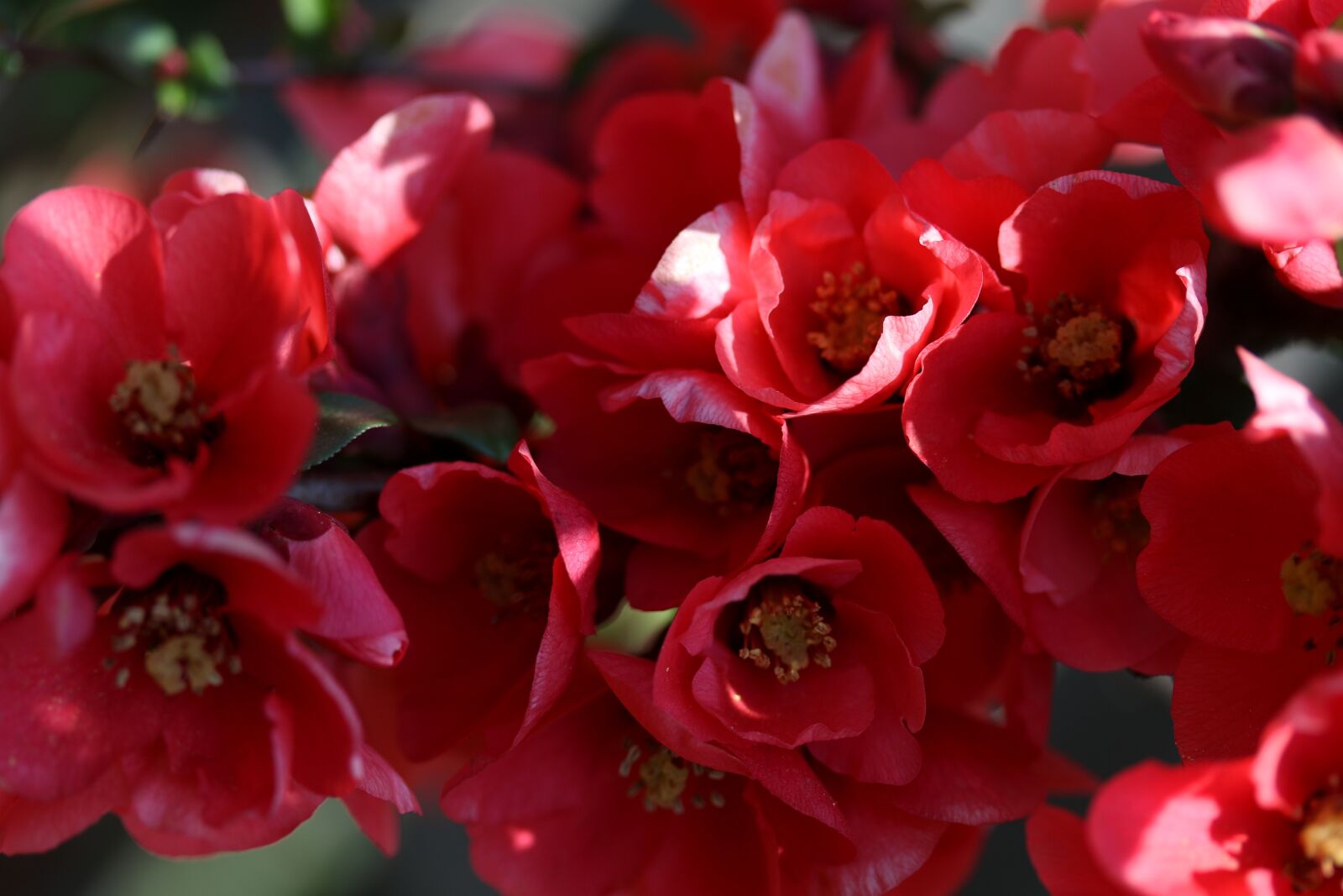 Canon EF-S 60mm F2.8 Macro USM sample photo. Flowers, red, casey photography
