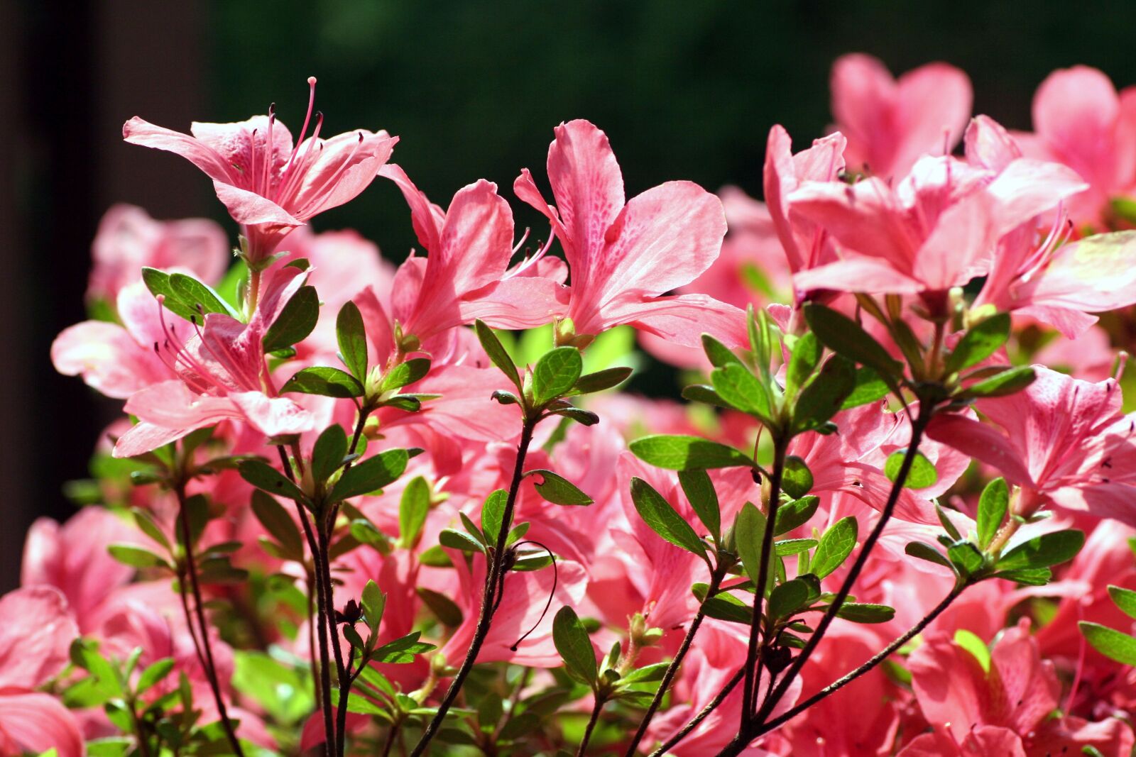 Canon EOS 350D (EOS Digital Rebel XT / EOS Kiss Digital N) sample photo. Azalea, flower, garden photography
