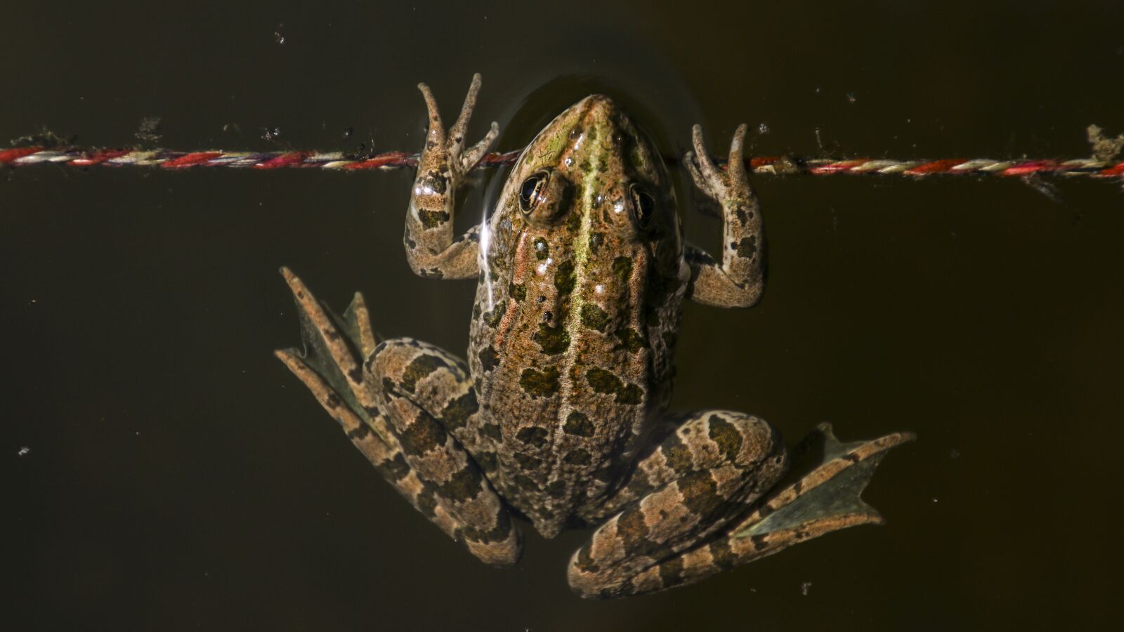 Canon EOS 70D sample photo. Frog, animal, toads photography