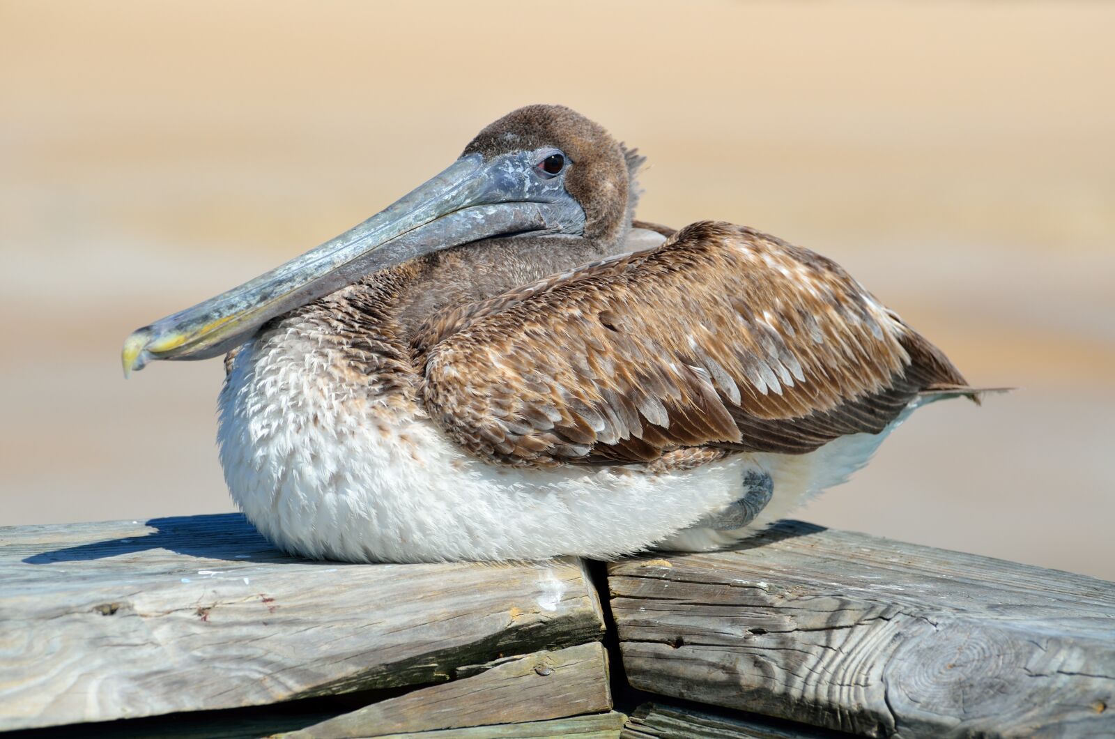 Nikon D7000 sample photo. Pelican, bird, avian photography