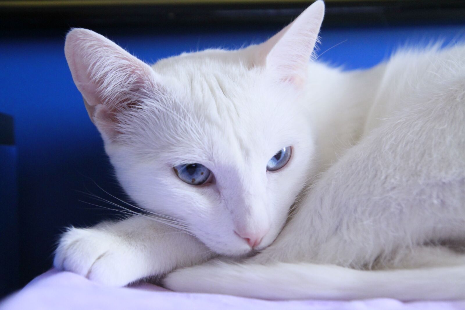 Canon EOS 7D sample photo. Cats, white, angora photography