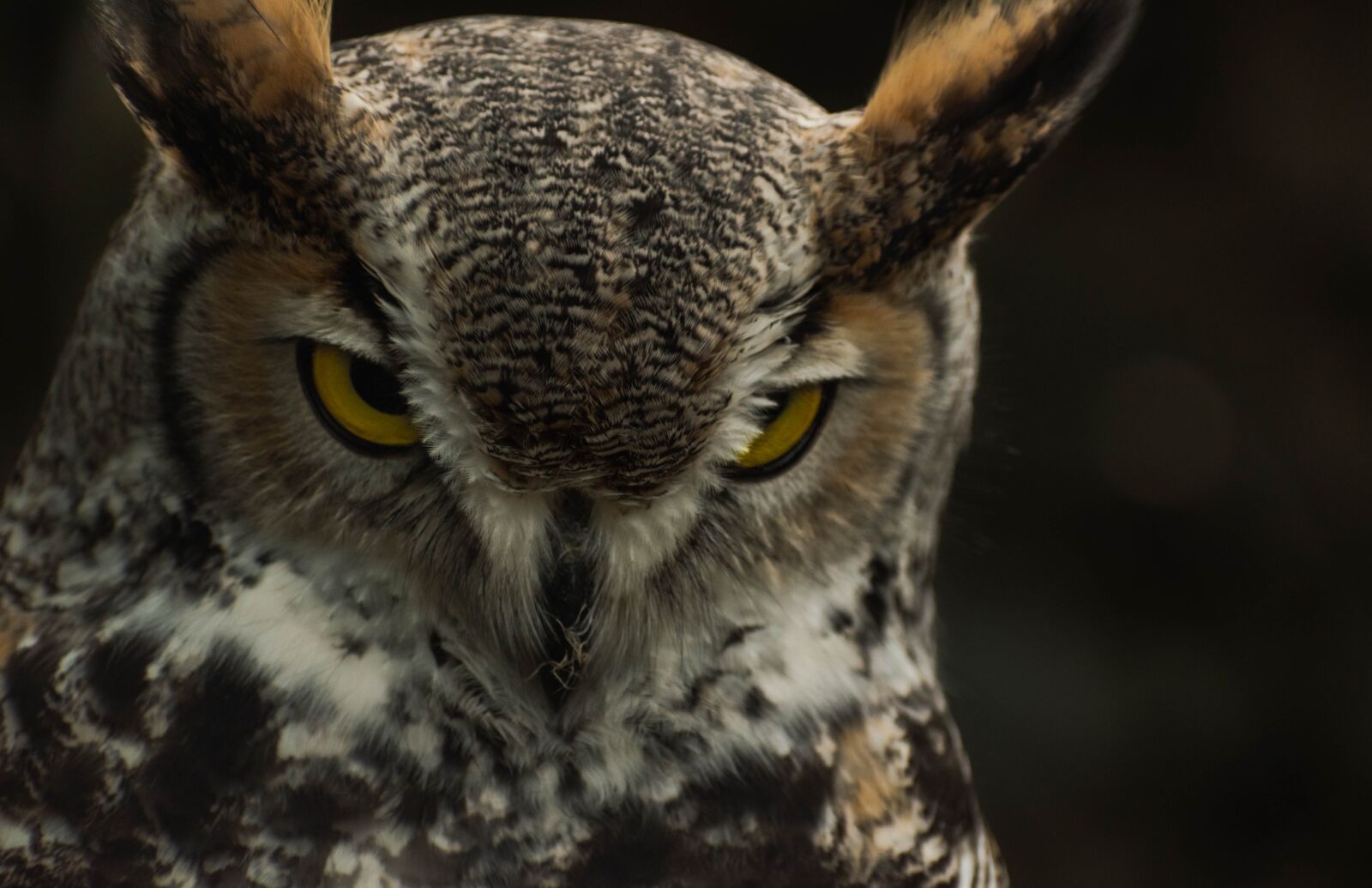 Nikon D5600 sample photo. Owl, animal, bird photography