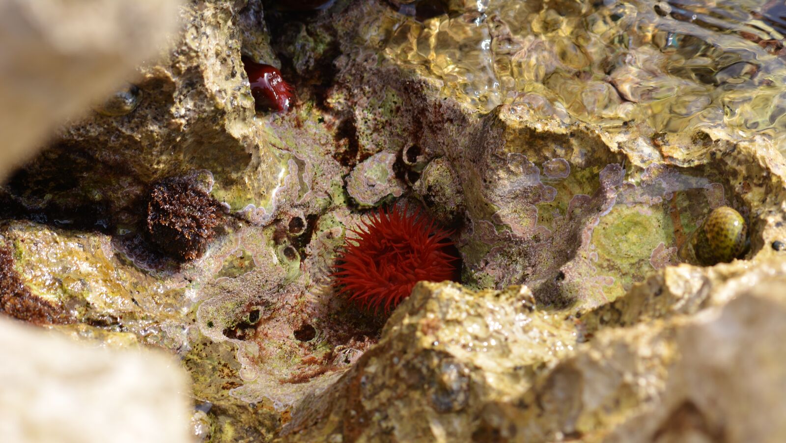 Nikon D5200 sample photo. Adriatic sea, underwater, vacations photography