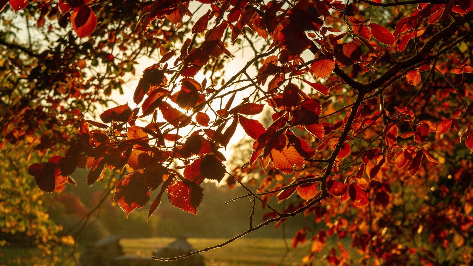 Canon EOS 7D sample photo. Autumn, leaves, red photography