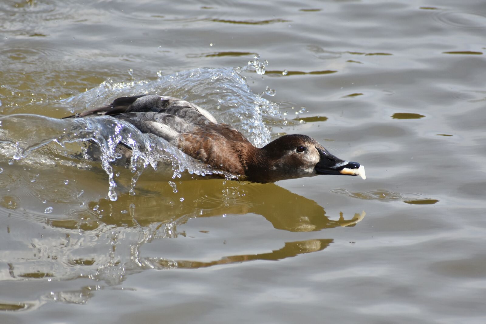 Nikon D7200 sample photo. Animal, lake, waterside photography