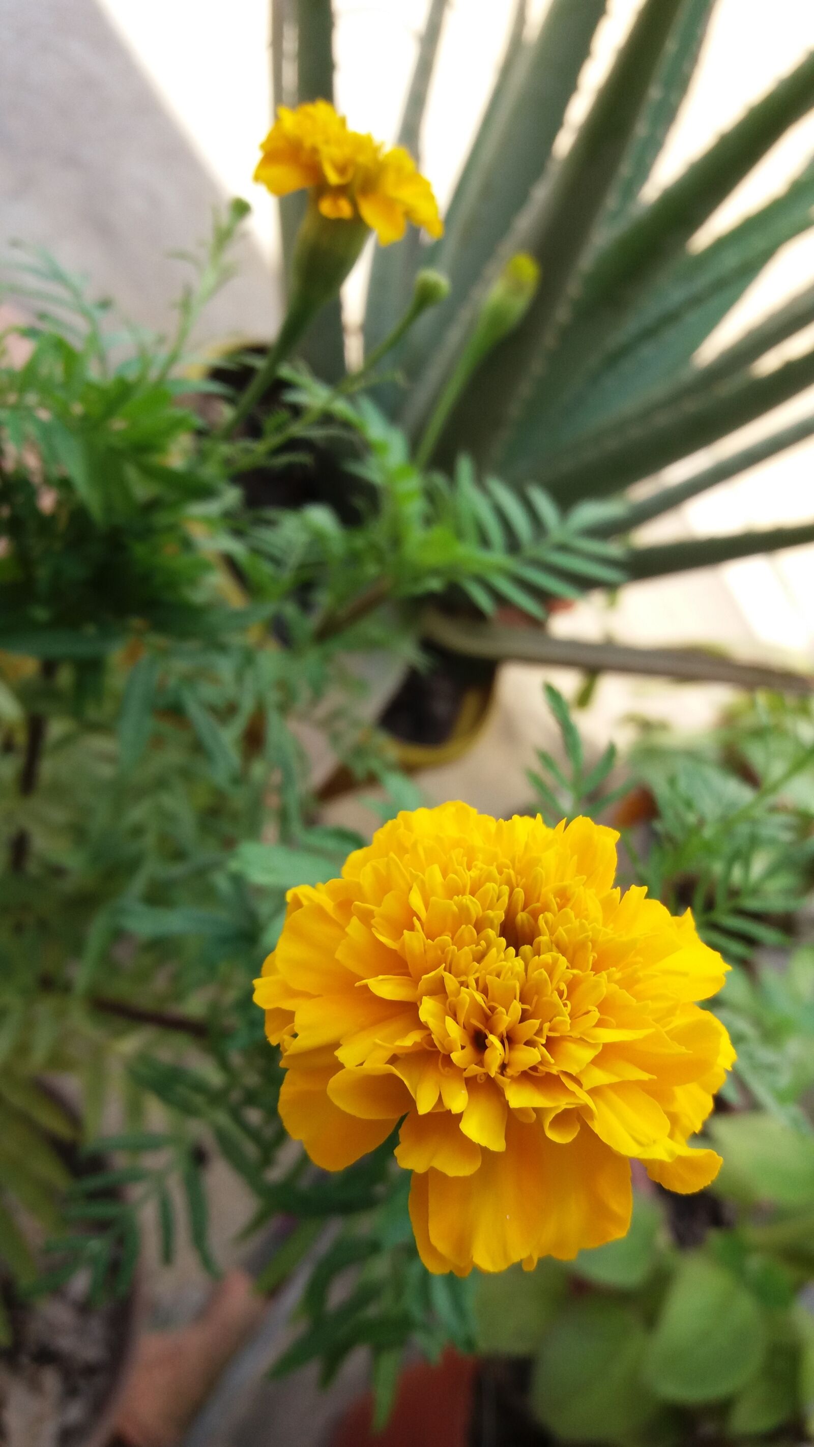Samsung Galaxy J5 sample photo. Plants, yellow, nature photography