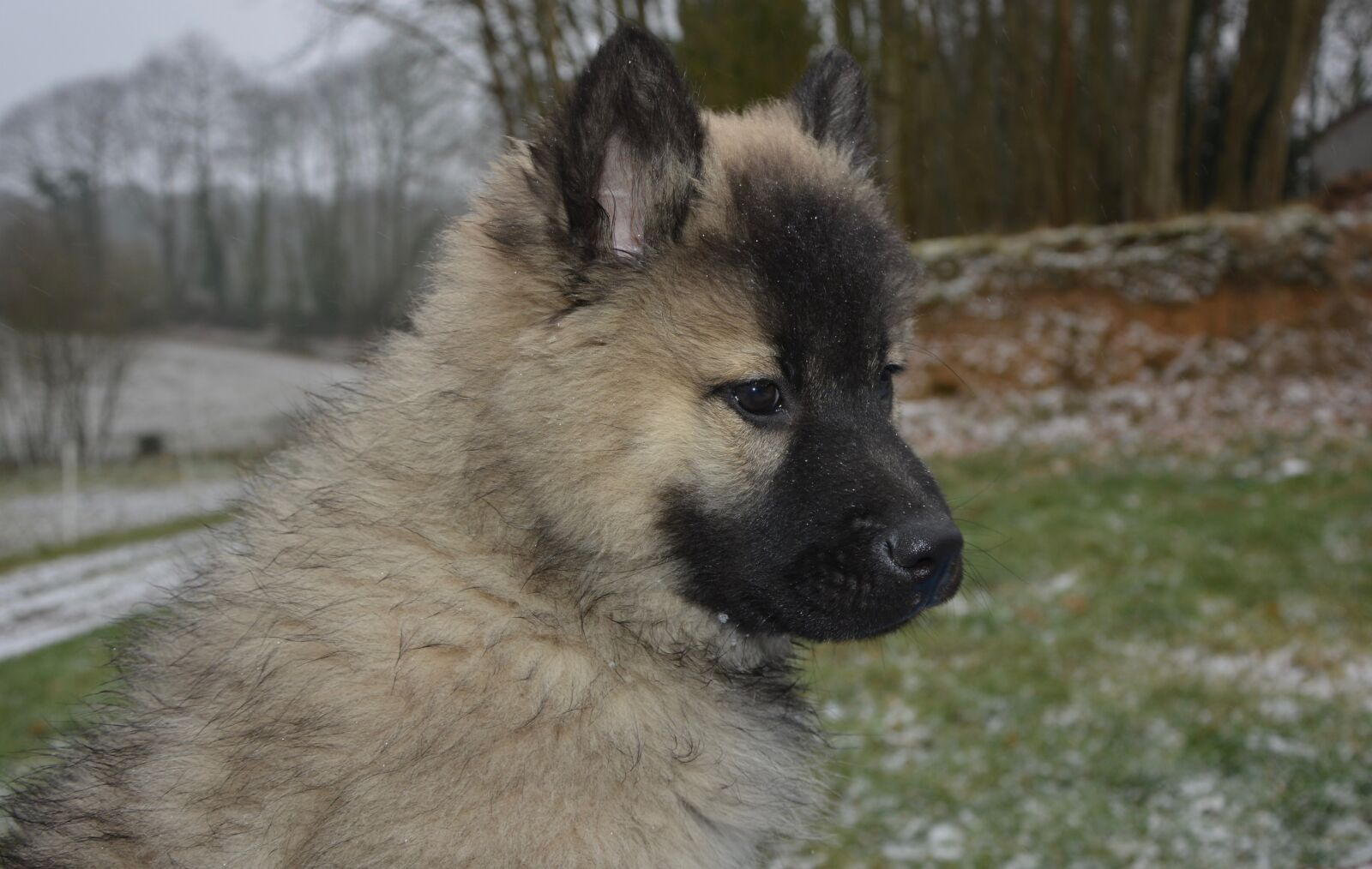 Nikon D5200 sample photo. Dog, puppy, pup photography