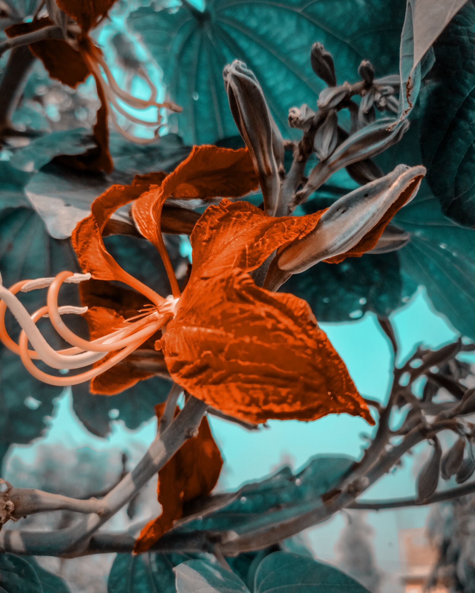Xiaomi Redmi Note 7 Pro sample photo. Flower image, micro flower photography
