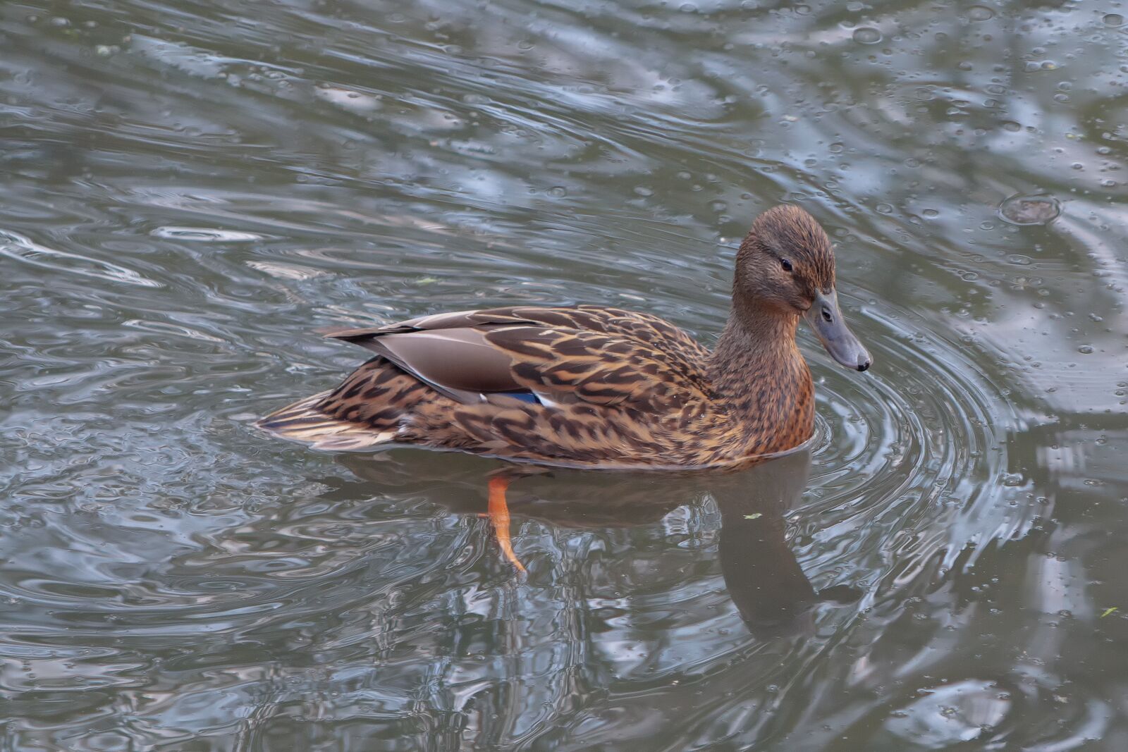 Canon EOS 70D + Canon EF 70-300 F4-5.6 IS II USM sample photo. Duck, water, nature photography