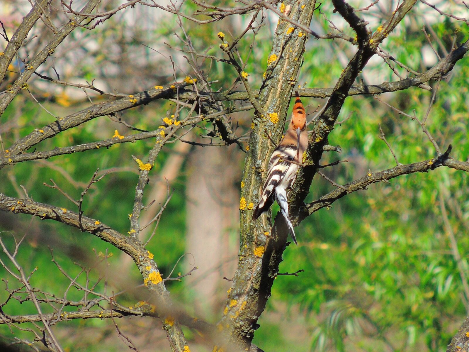 Nikon Coolpix P510 sample photo. Hoopoe, bird, fauna photography