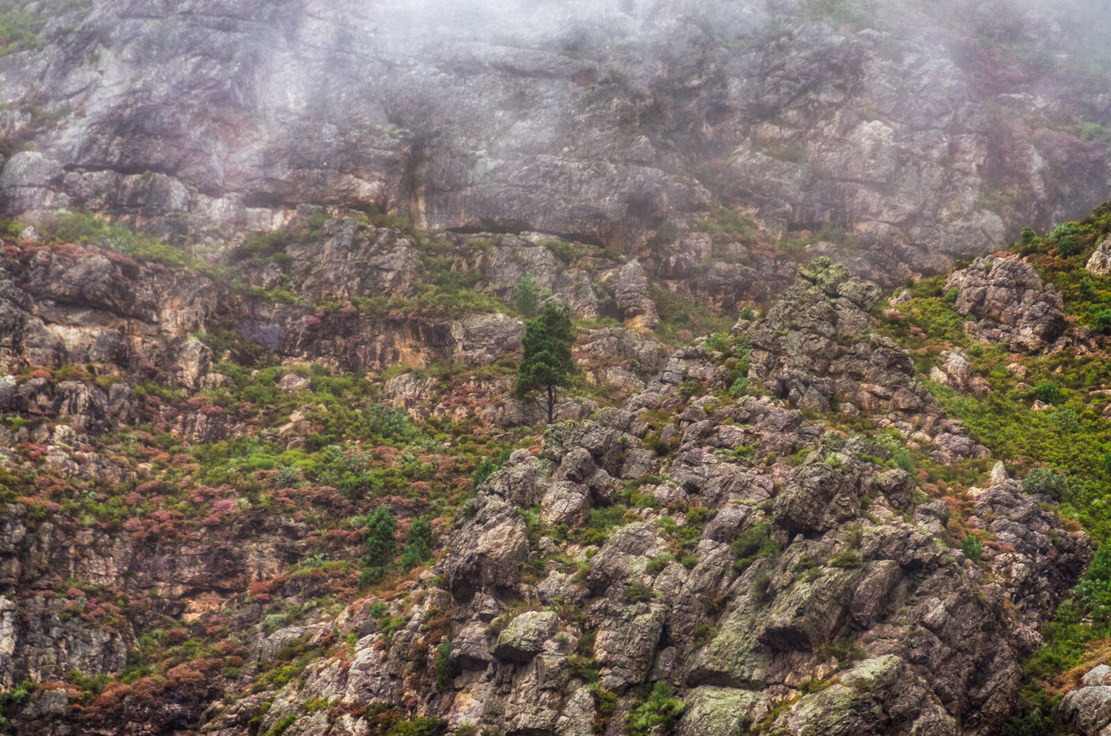 Nikon D7000 sample photo. Tree, mist, mountain photography