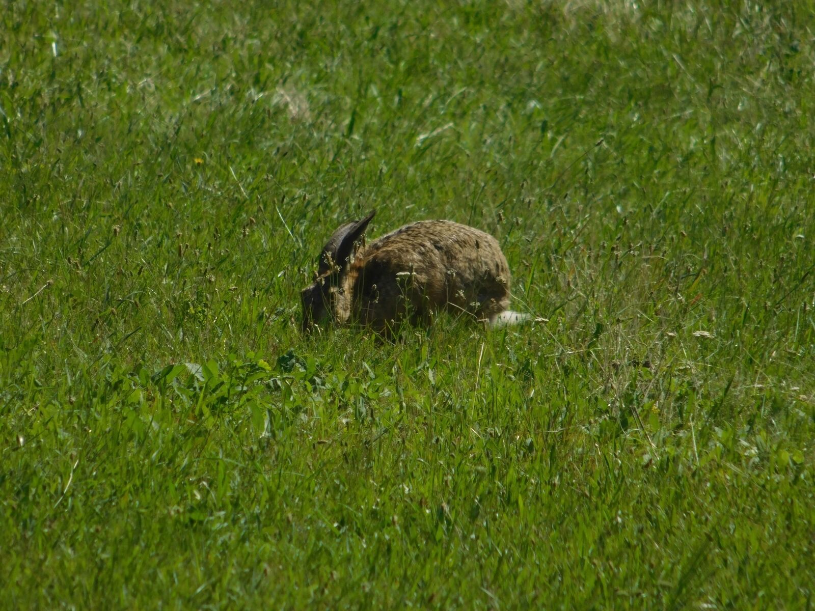 Nikon Coolpix L840 sample photo. Grass, wildlife, hedgehog, placental photography