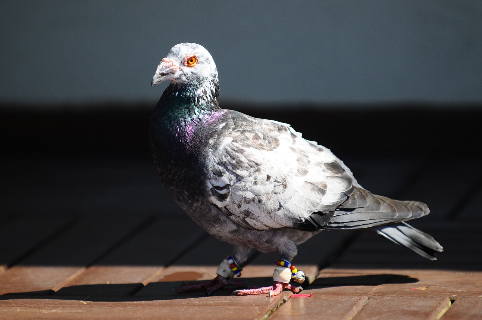Nikon D300 sample photo. Pigeon, bird, animal photography