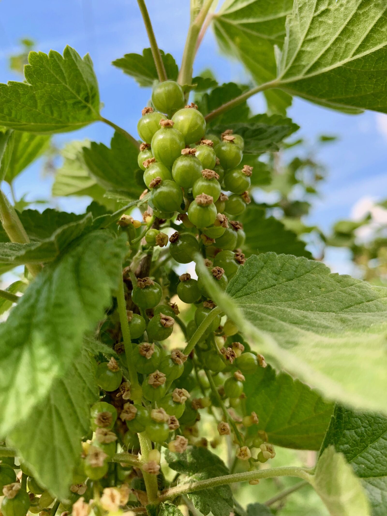 Apple iPhone XS sample photo. Immature, currant, bush photography