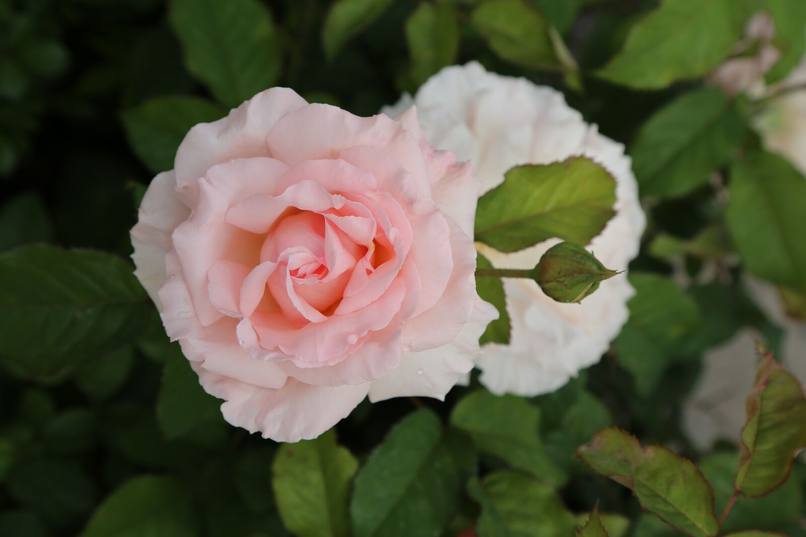 Canon EOS 5D Mark III sample photo. Rose, spring, the rose photography