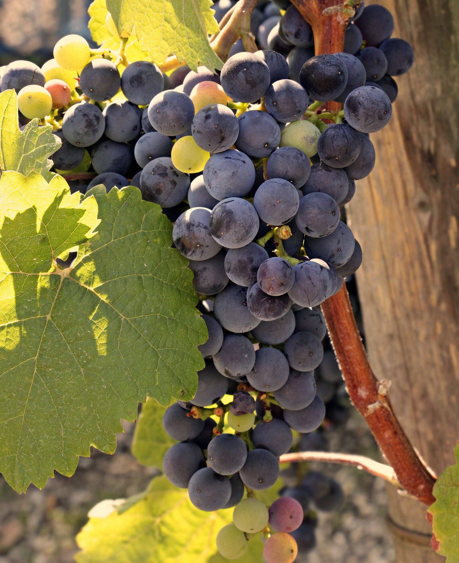 Canon EOS 100D (EOS Rebel SL1 / EOS Kiss X7) sample photo. Wine, grapes, grapevine photography