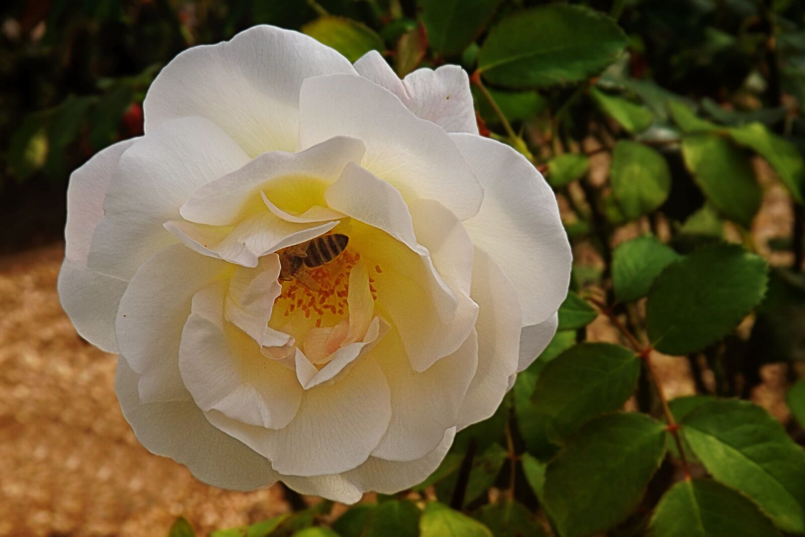 Fujifilm FinePix S4300 sample photo. Rose, white, blossom photography