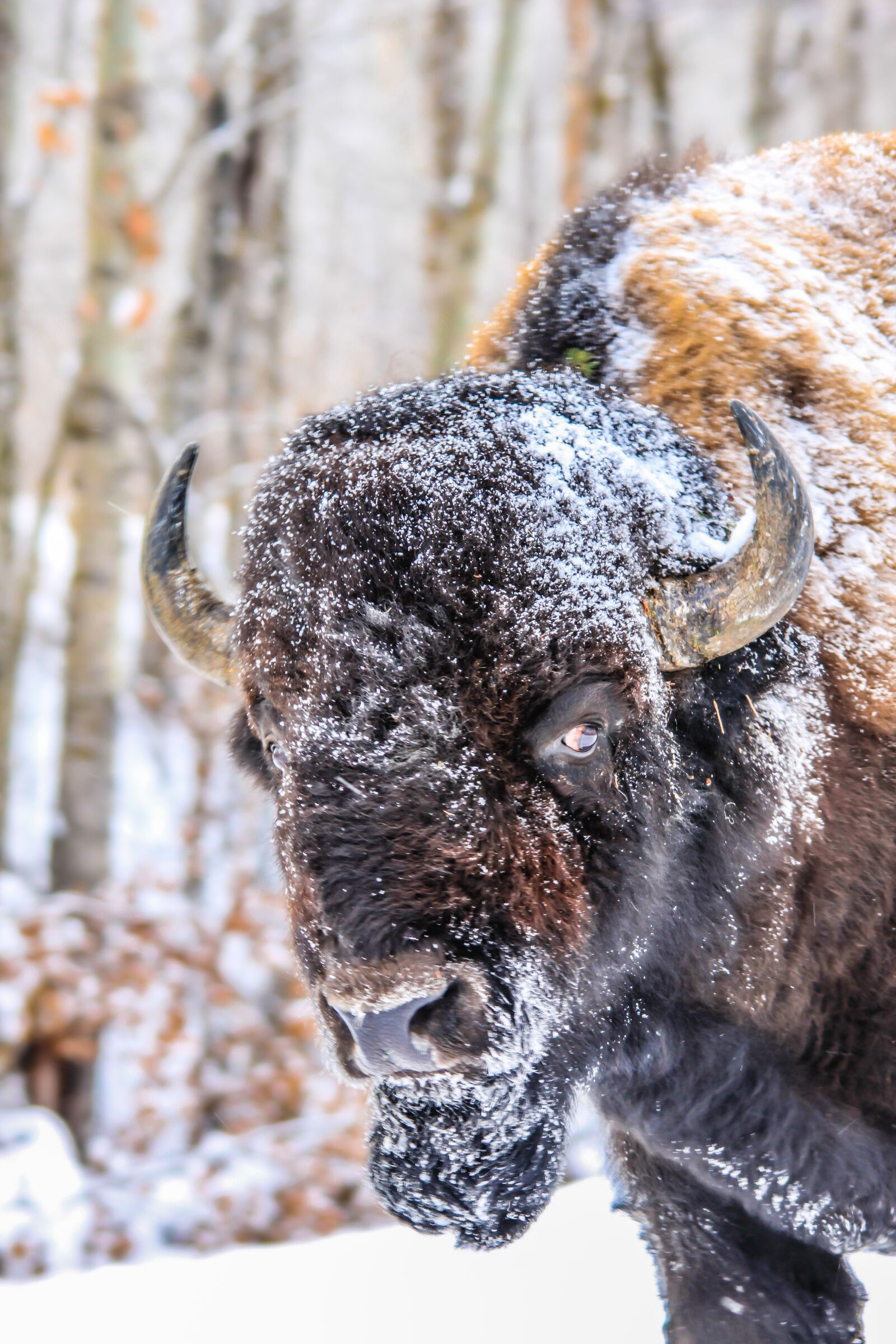 Canon EOS 500D (EOS Rebel T1i / EOS Kiss X3) sample photo. Tags bison, wild, buffalo photography