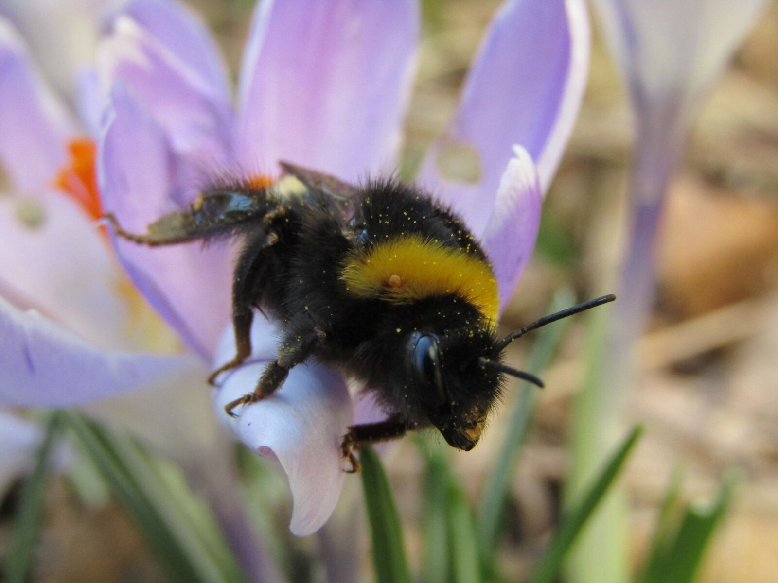 Canon PowerShot SX410 IS sample photo. Bourdon, hymenoptera, purple flower photography