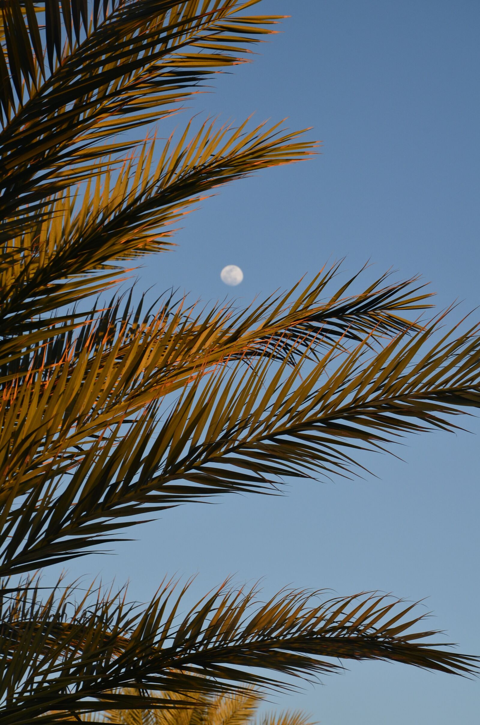 Nikon D5100 sample photo. Sky, palma, moon photography