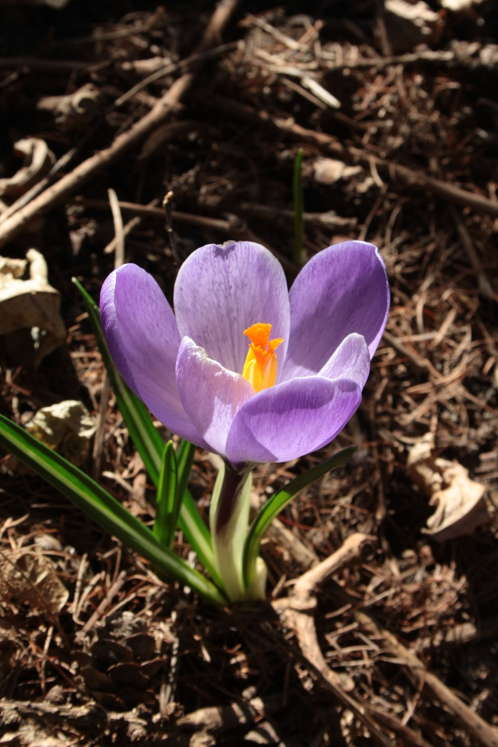 Canon EOS 1000D (EOS Digital Rebel XS / EOS Kiss F) sample photo. Crocus, blooming, petals photography