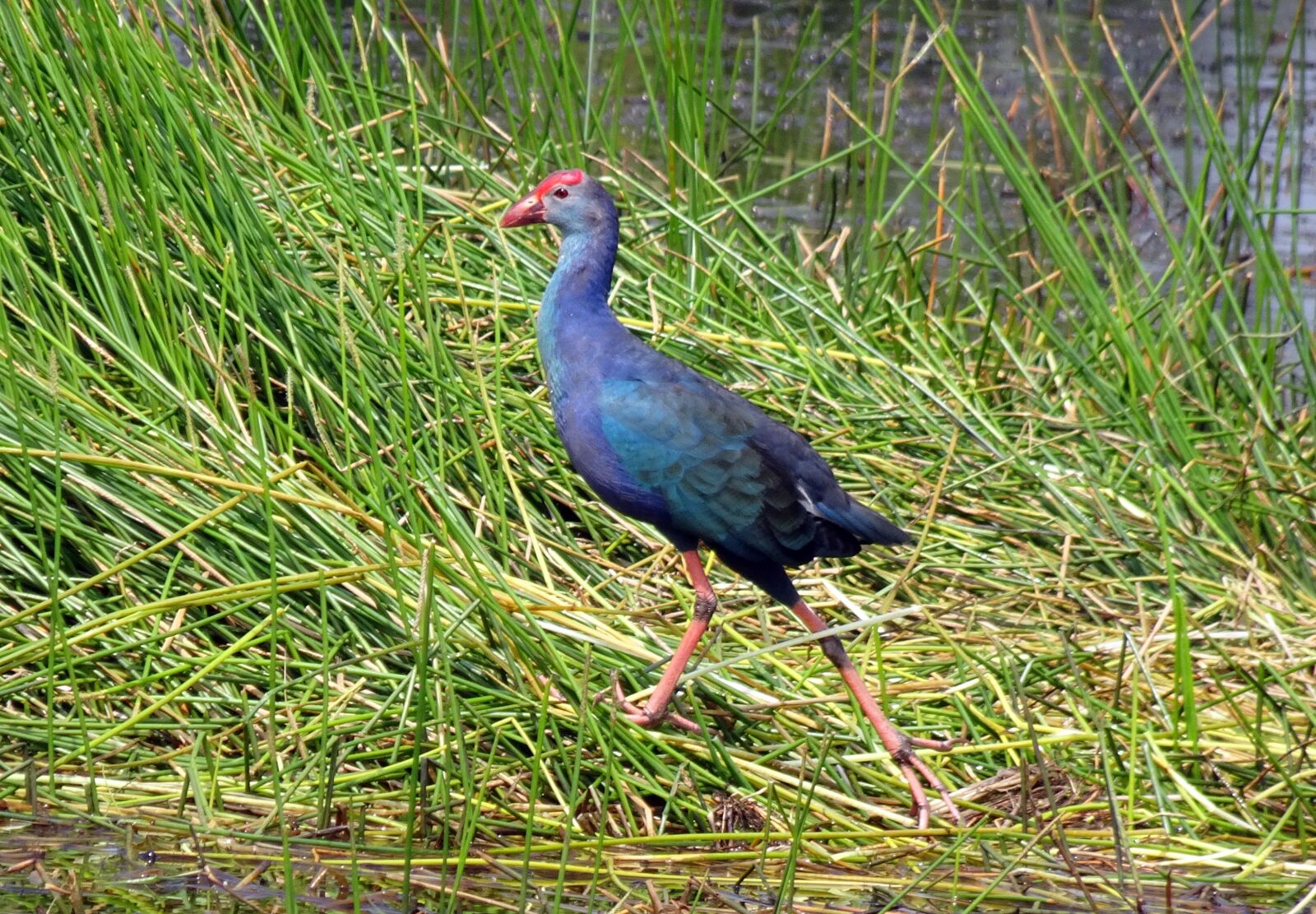 Sony Cyber-shot DSC-HX90V sample photo. Bird, purple swamphen, purple photography