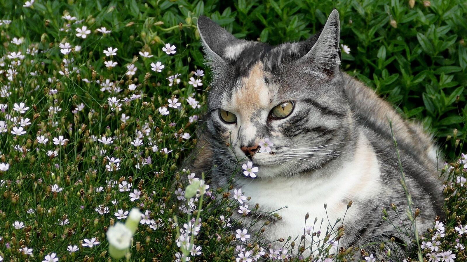 Panasonic Lumix DMC-FZ1000 sample photo. Cat, pet, cute photography