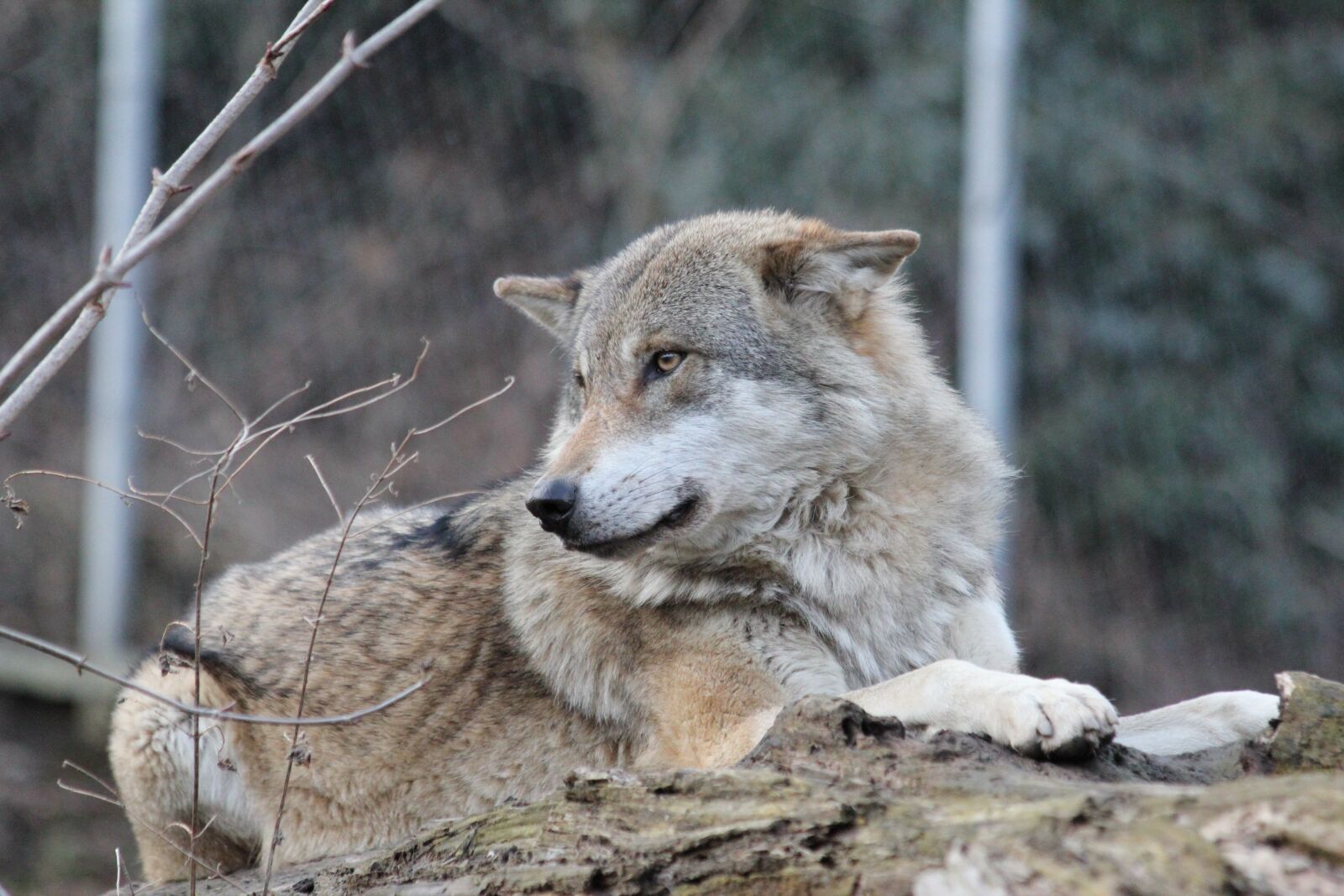 Canon EOS 550D (EOS Rebel T2i / EOS Kiss X4) sample photo. Wolf, wild animal, wildlife photography