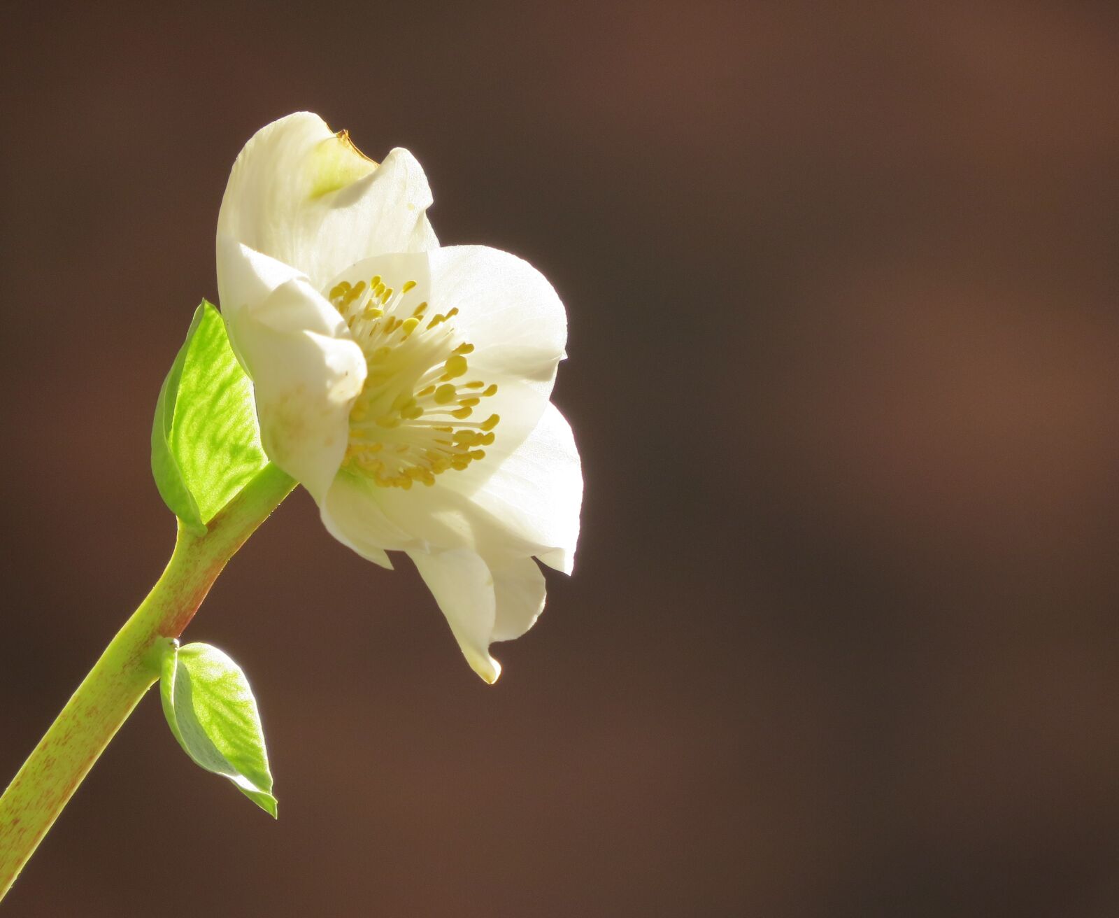 Canon PowerShot SX50 HS sample photo. Flower, plant, christmas rose photography