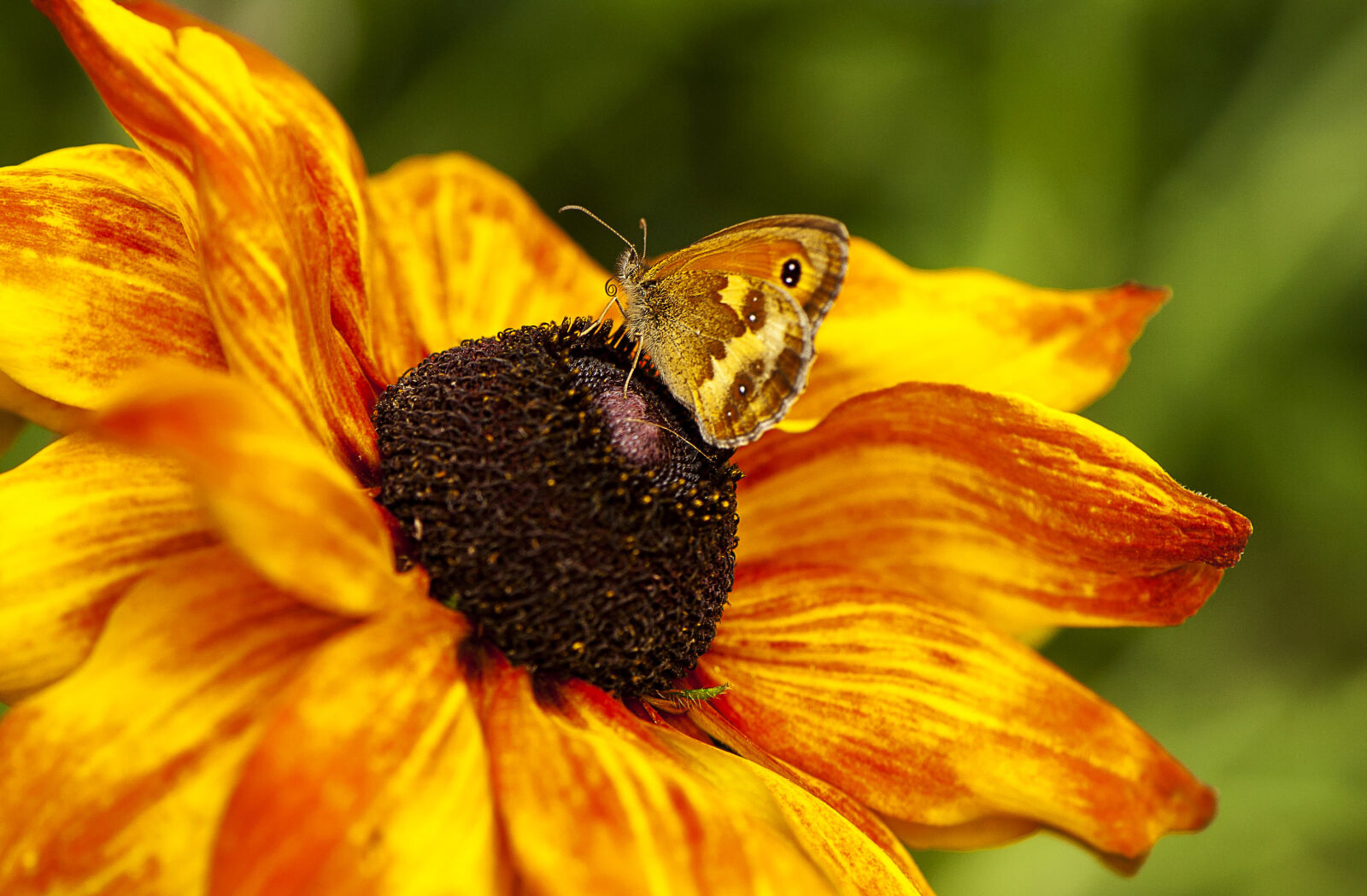 Nikon D700 sample photo. Butterfly, butterfly, on, a photography