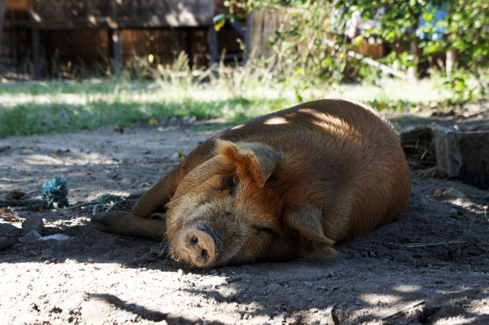 Sony Alpha NEX-5 + Sony E 18-55mm F3.5-5.6 OSS sample photo. Pig, happy, concerns photography