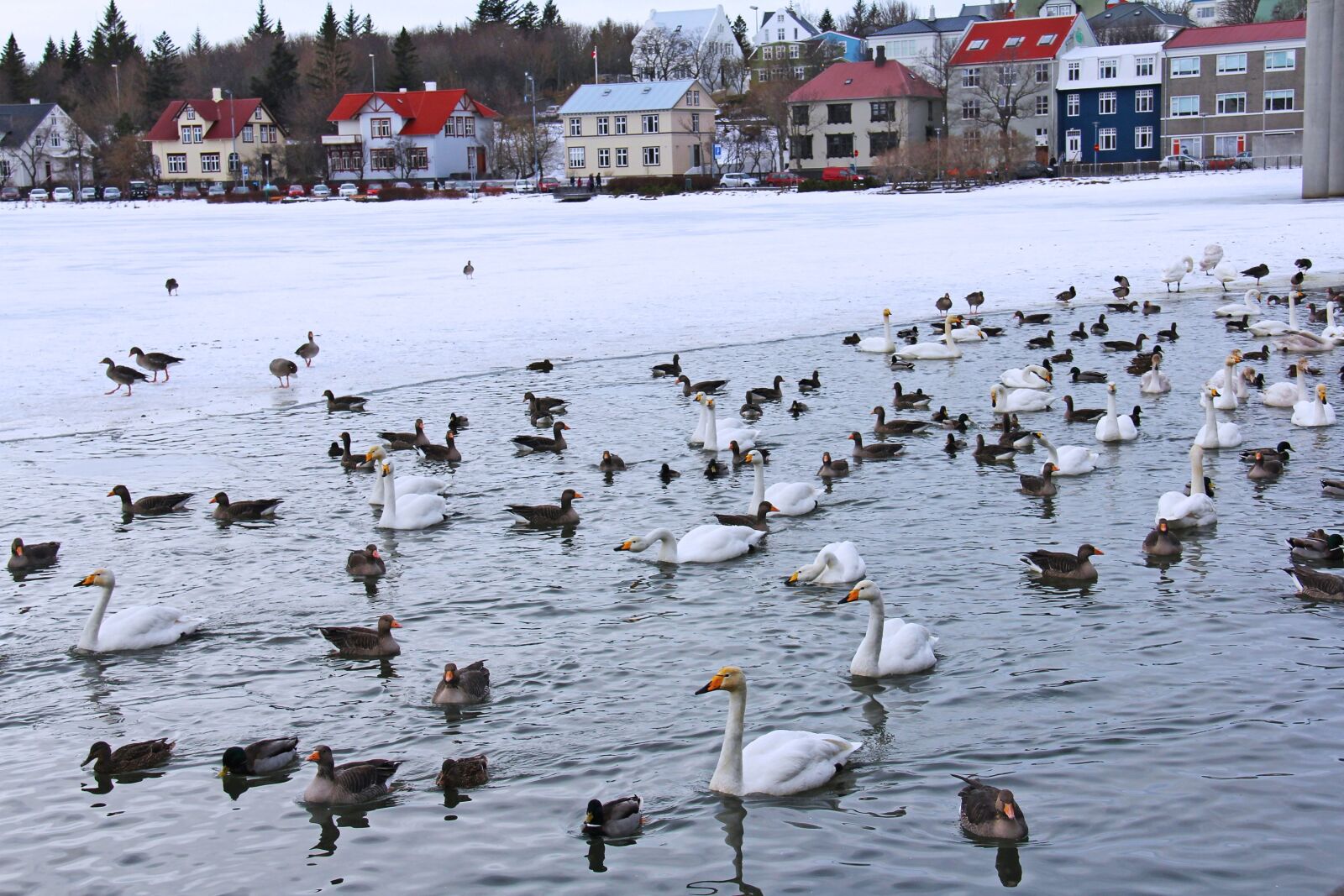 Canon EF-S 18-200mm F3.5-5.6 IS sample photo. Pond, lake, swans photography