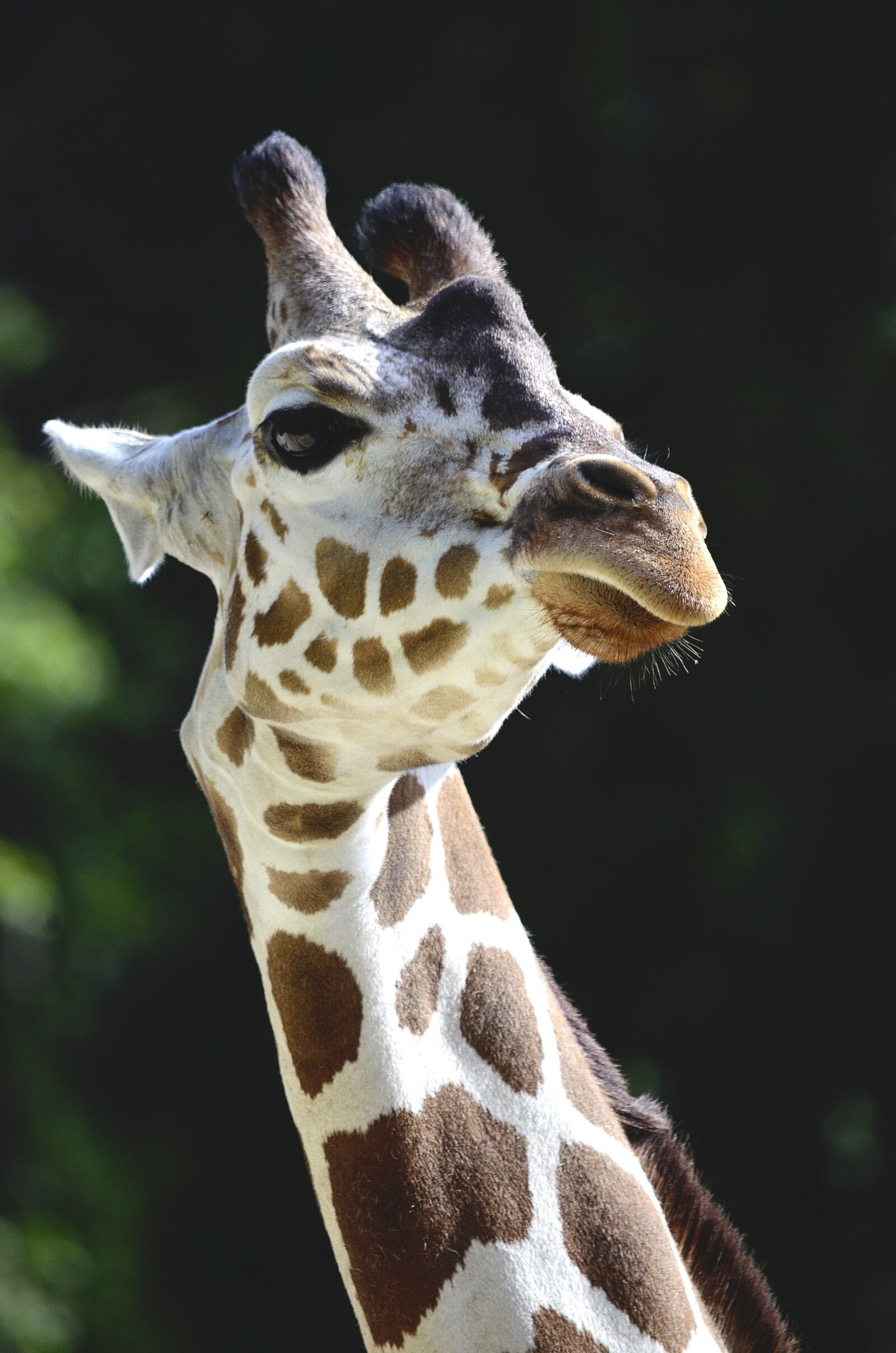 Nikon D5100 sample photo. Giraffe, neck, long jibe photography