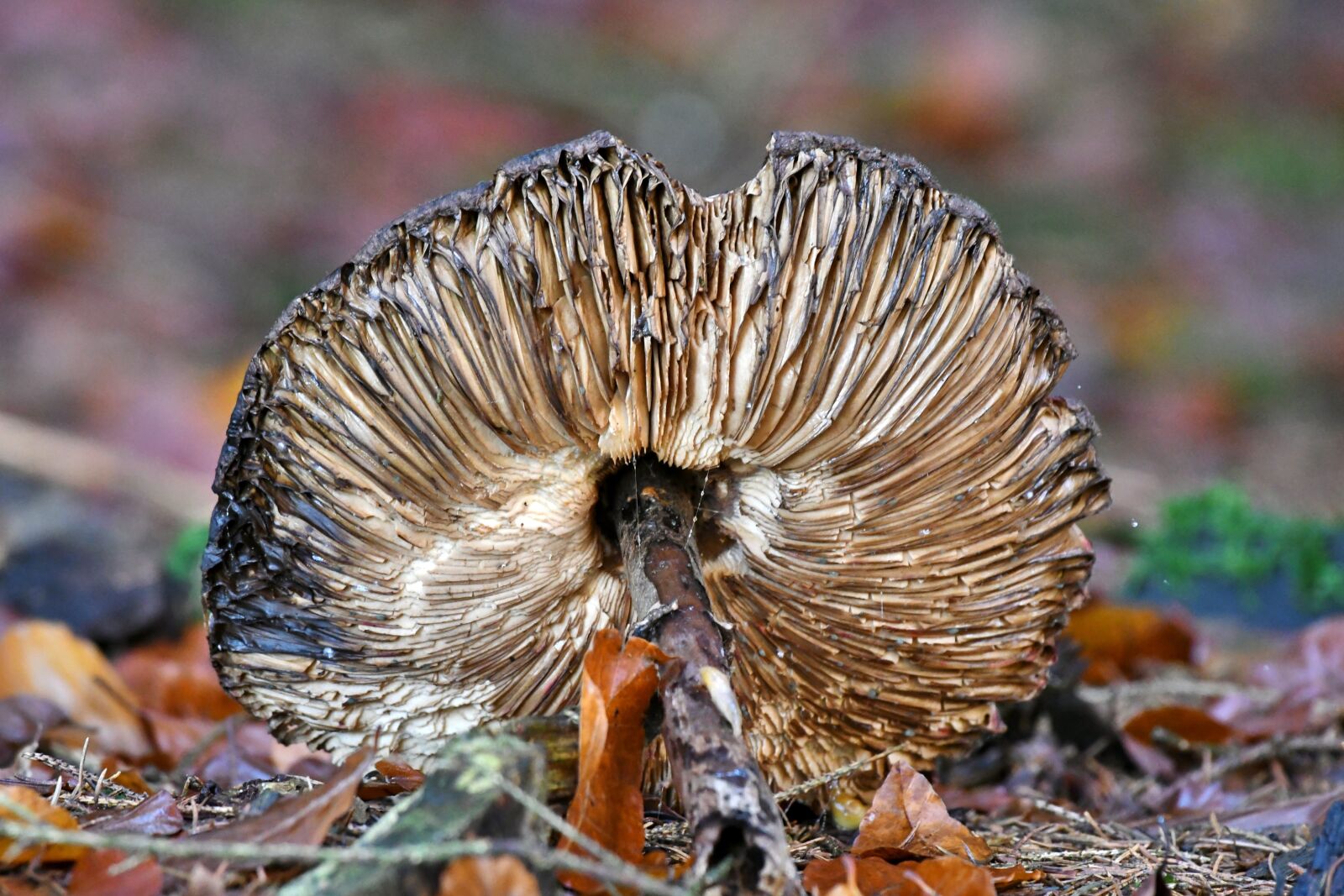 Nikon D500 sample photo. Mushroom, tracks, hat photography