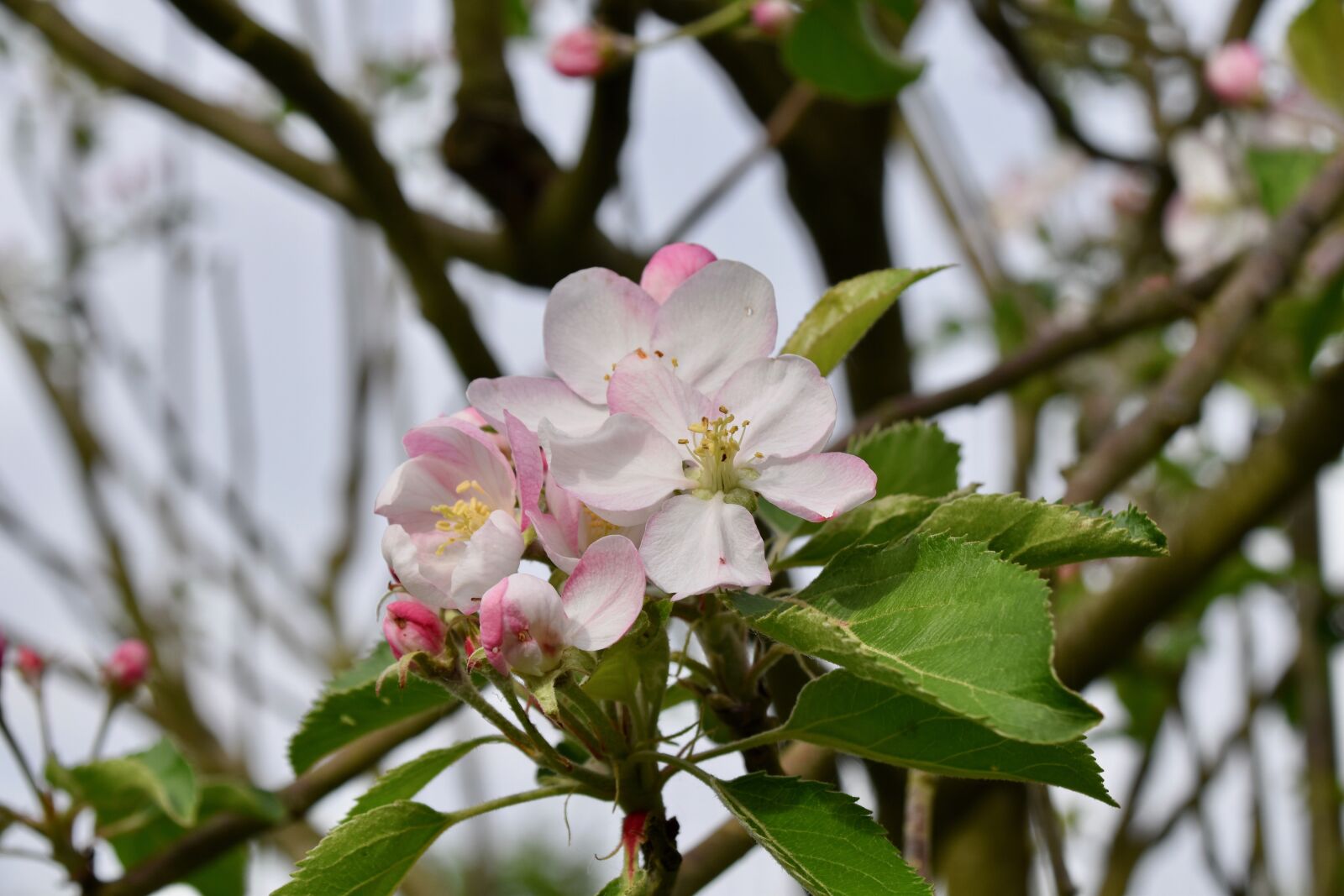 Nikon D5600 sample photo. Flower, flowers of apple photography
