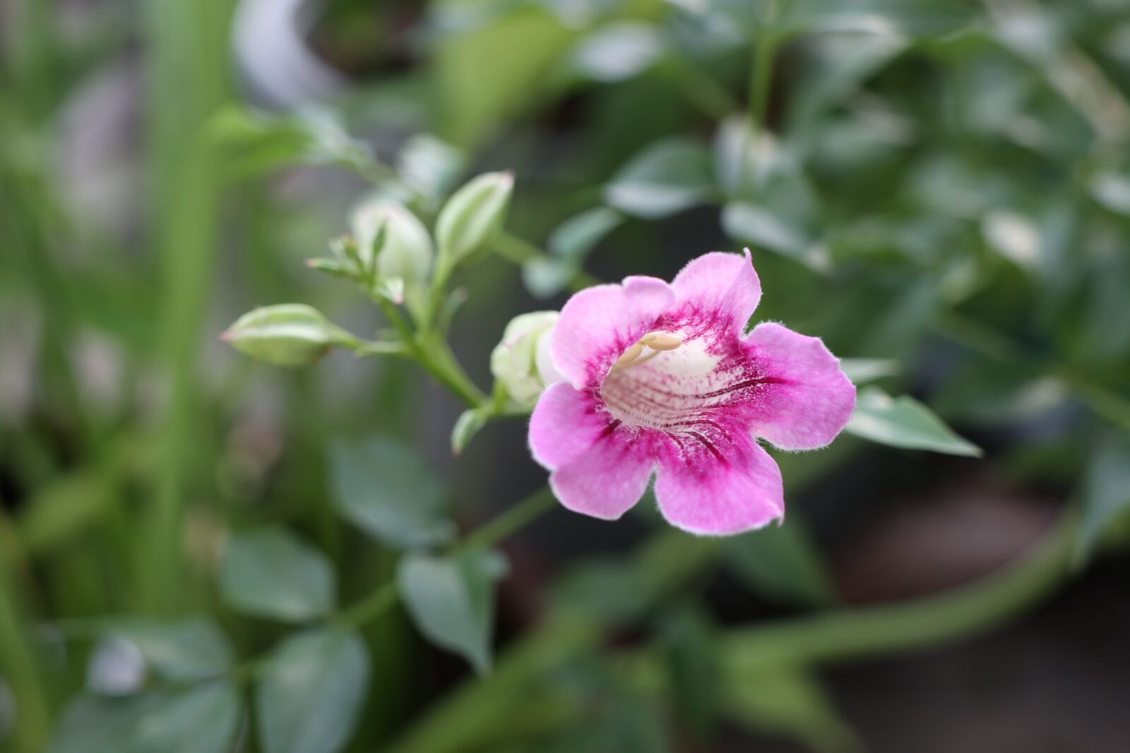 Canon EOS M6 sample photo. Pink bell rose, green photography