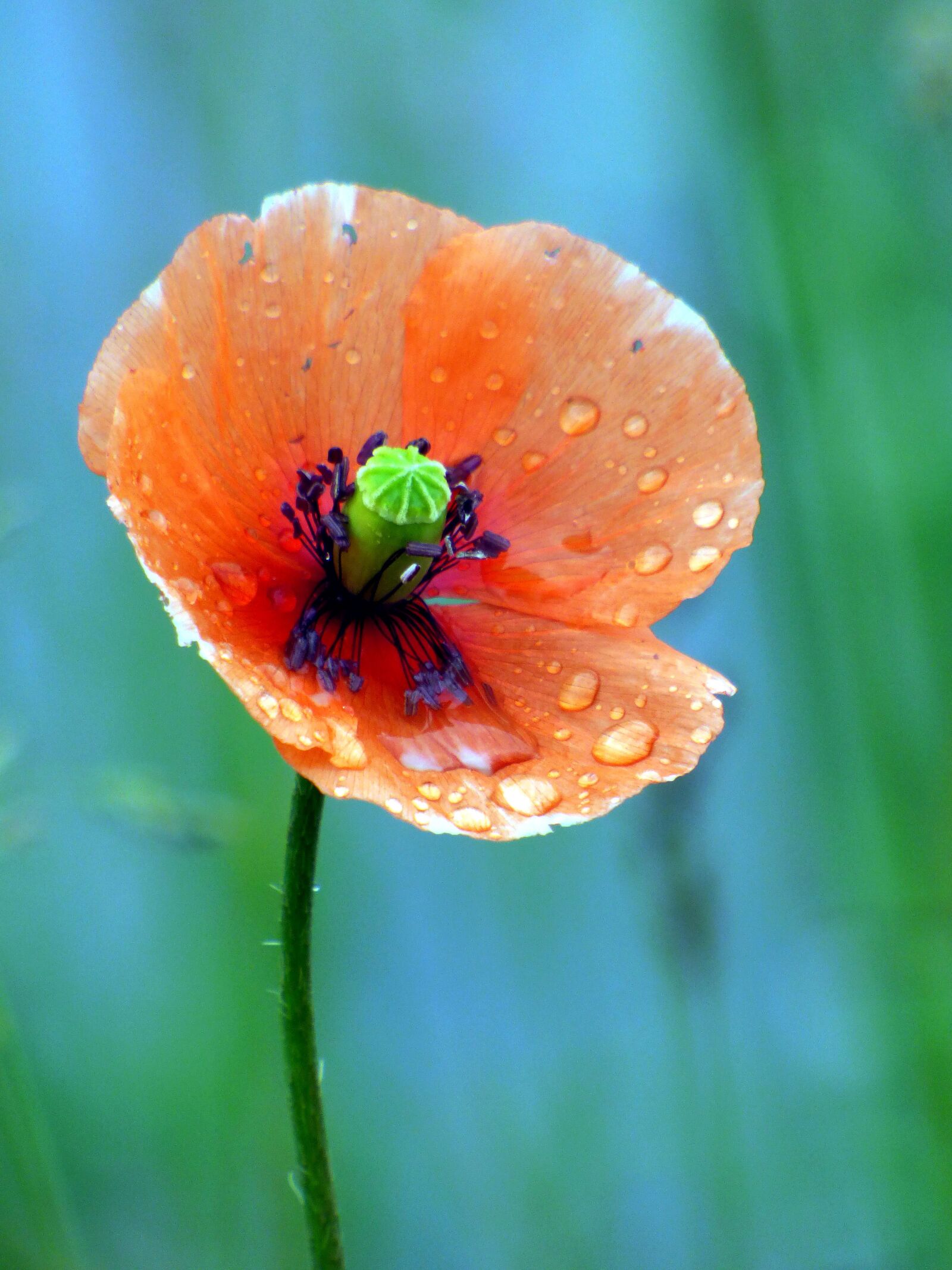Panasonic DMC-FZ72 sample photo. Flower, poppy, fleuri photography