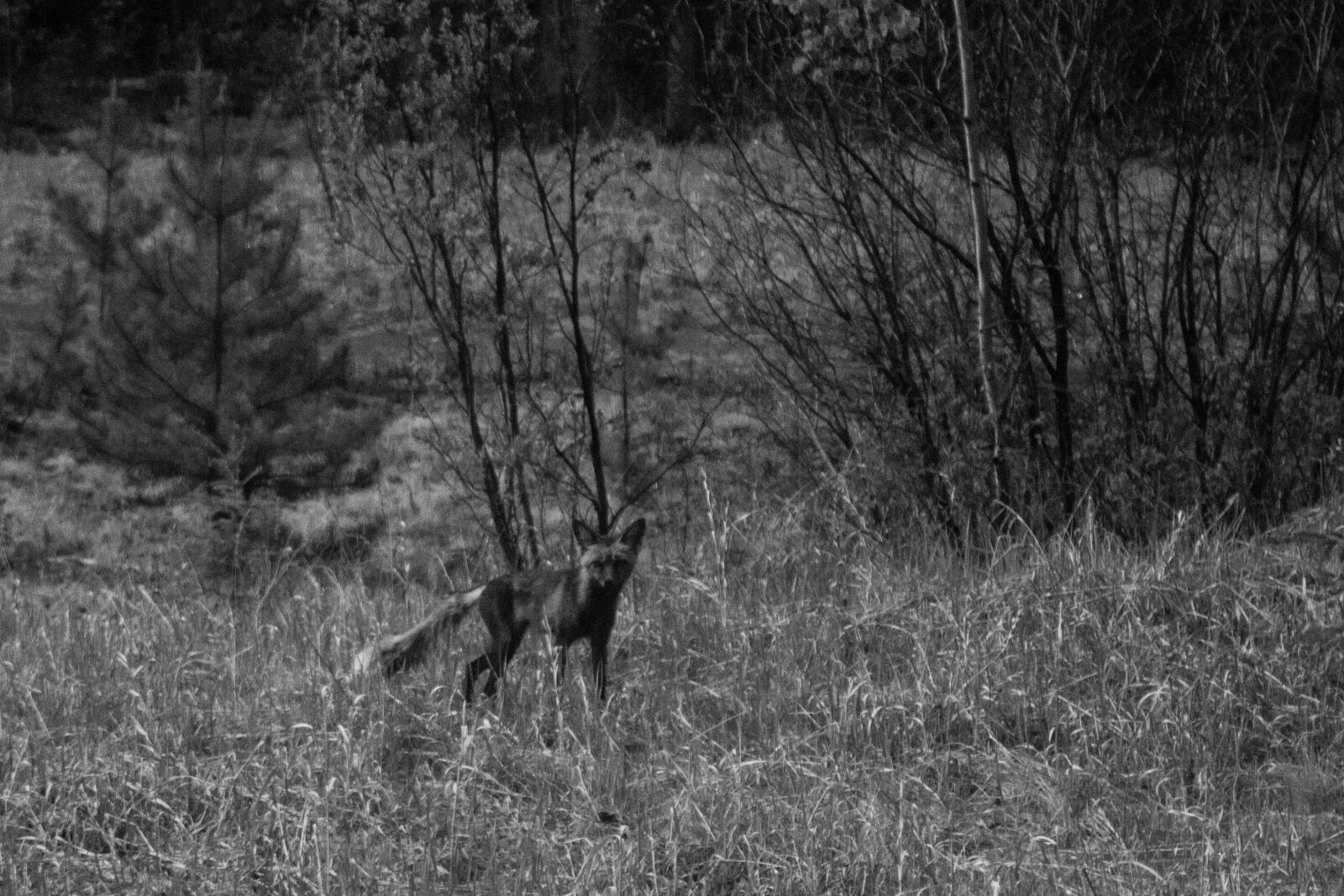 Canon EOS 700D (EOS Rebel T5i / EOS Kiss X7i) sample photo. Animal, black, and, white photography