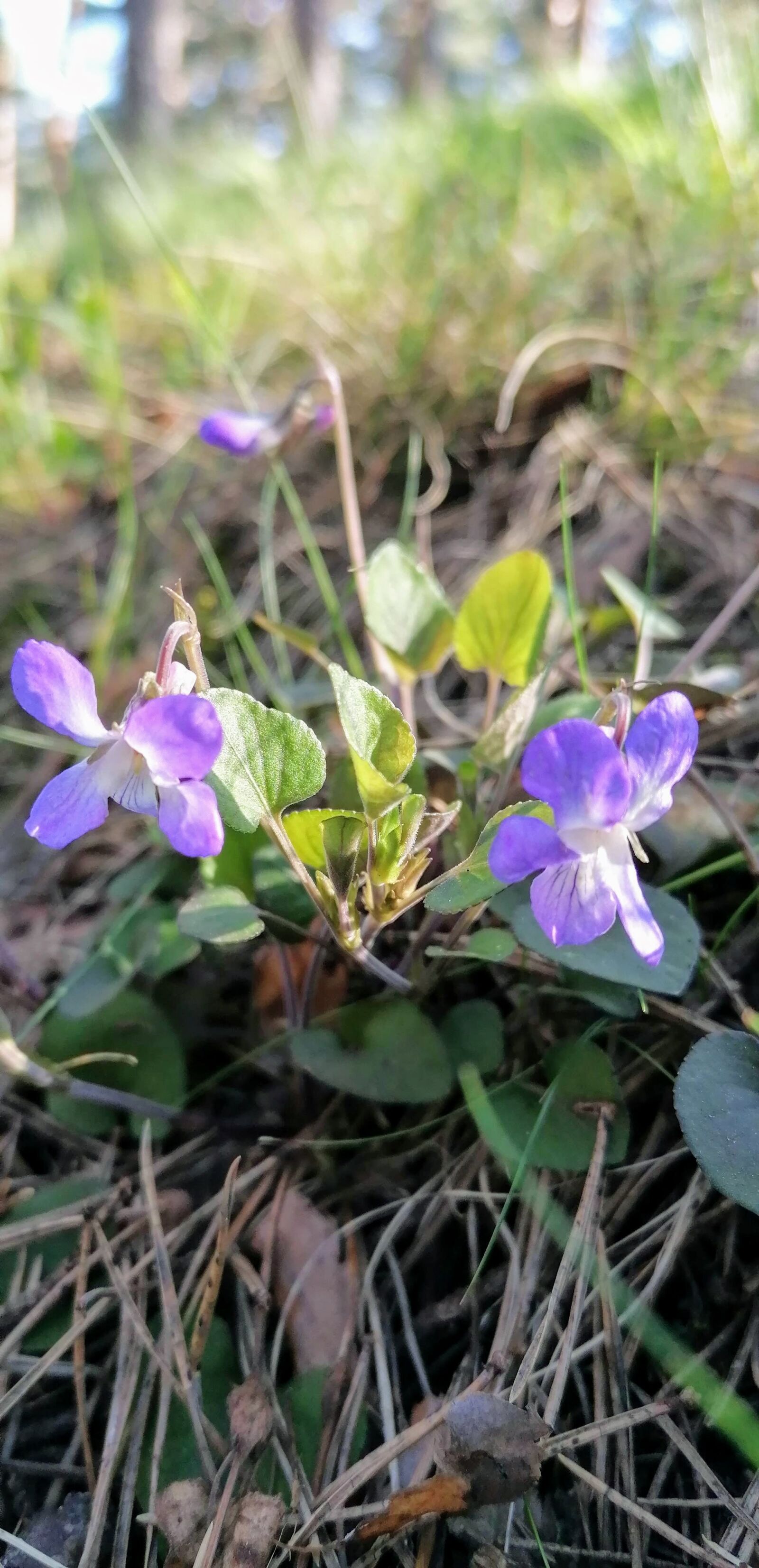 HUAWEI P30 LITE sample photo. Pacvasara, rīta, mežā photography