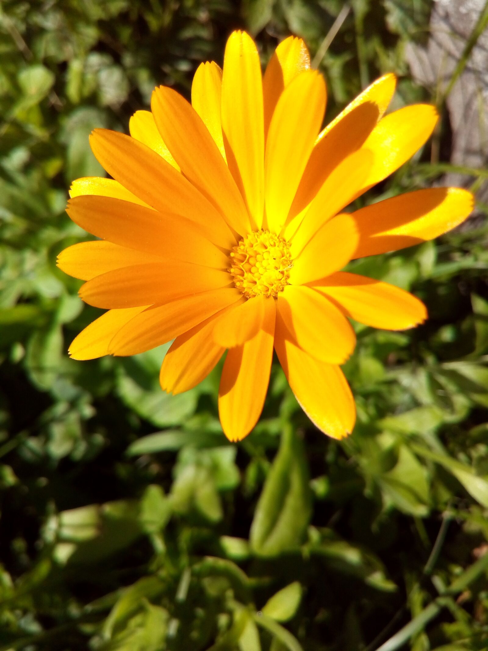 ASUS ZenFone Go (ZC500TG) sample photo. Calendula, flower, marigold photography