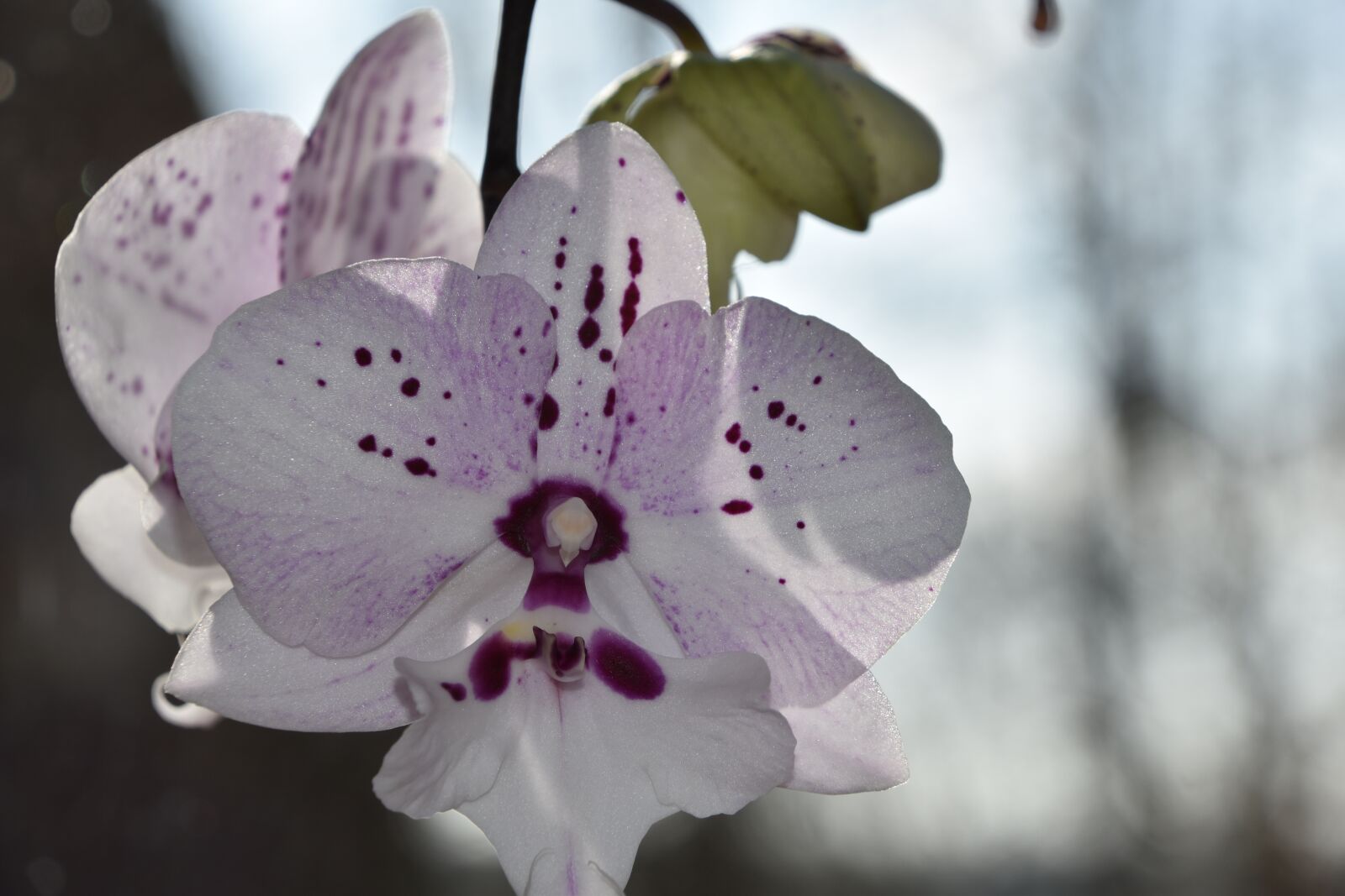 Nikon D5600 sample photo. Flower, nature, plant photography