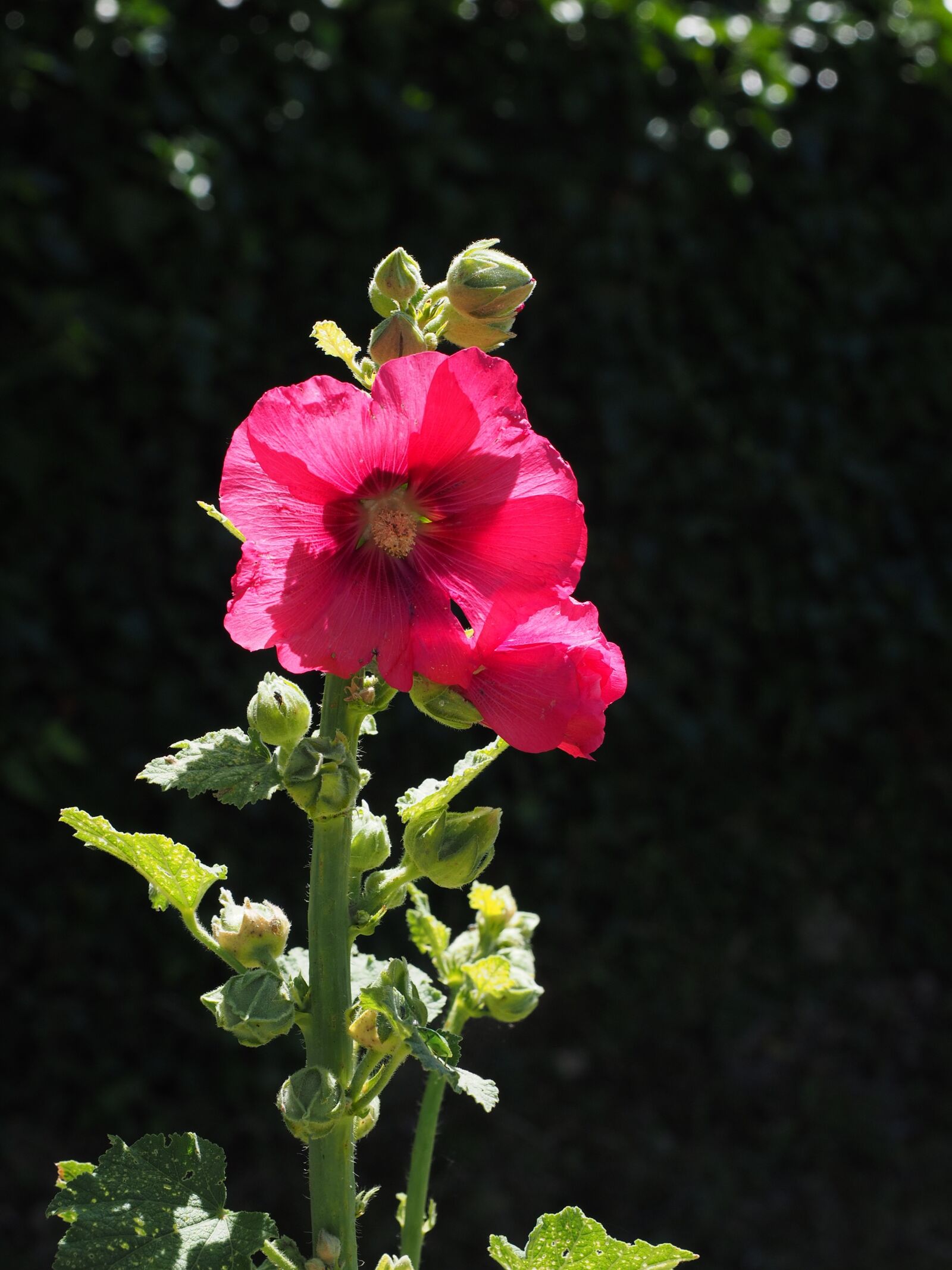 Olympus OM-D E-M1 + Olympus M.Zuiko Digital ED 12-40mm F2.8 Pro sample photo. Stock rose, alcea rosea photography