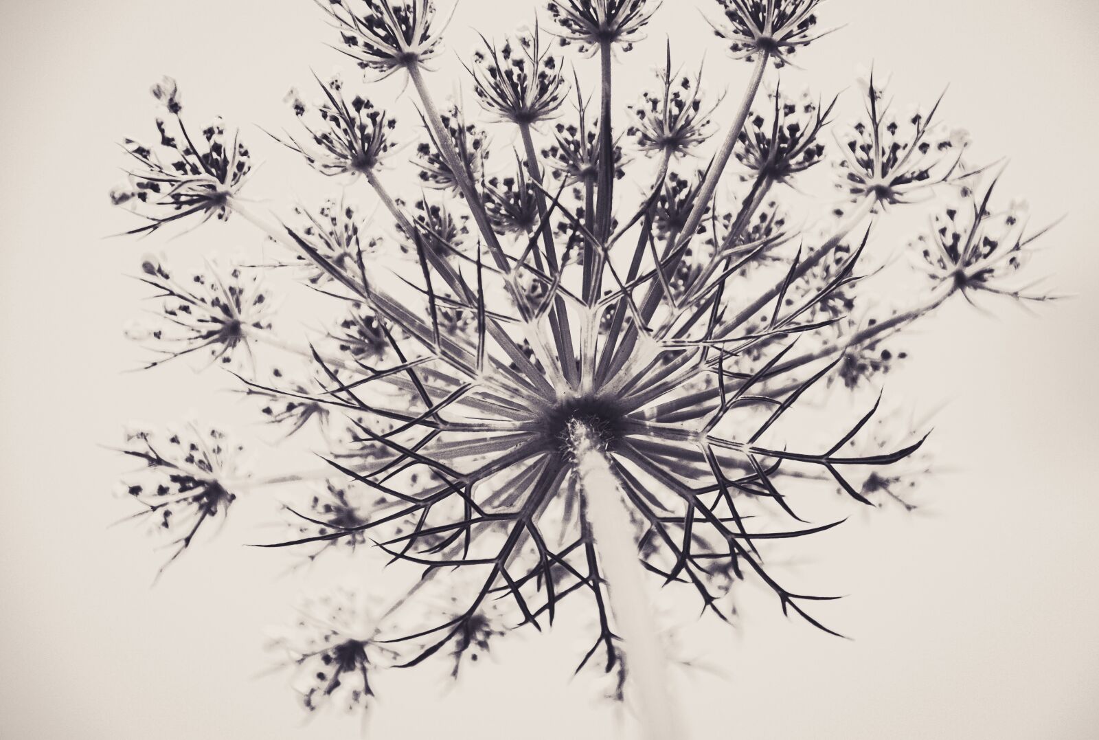 Sony ILCA-77M2 sample photo. Plant, pattern, branching out photography