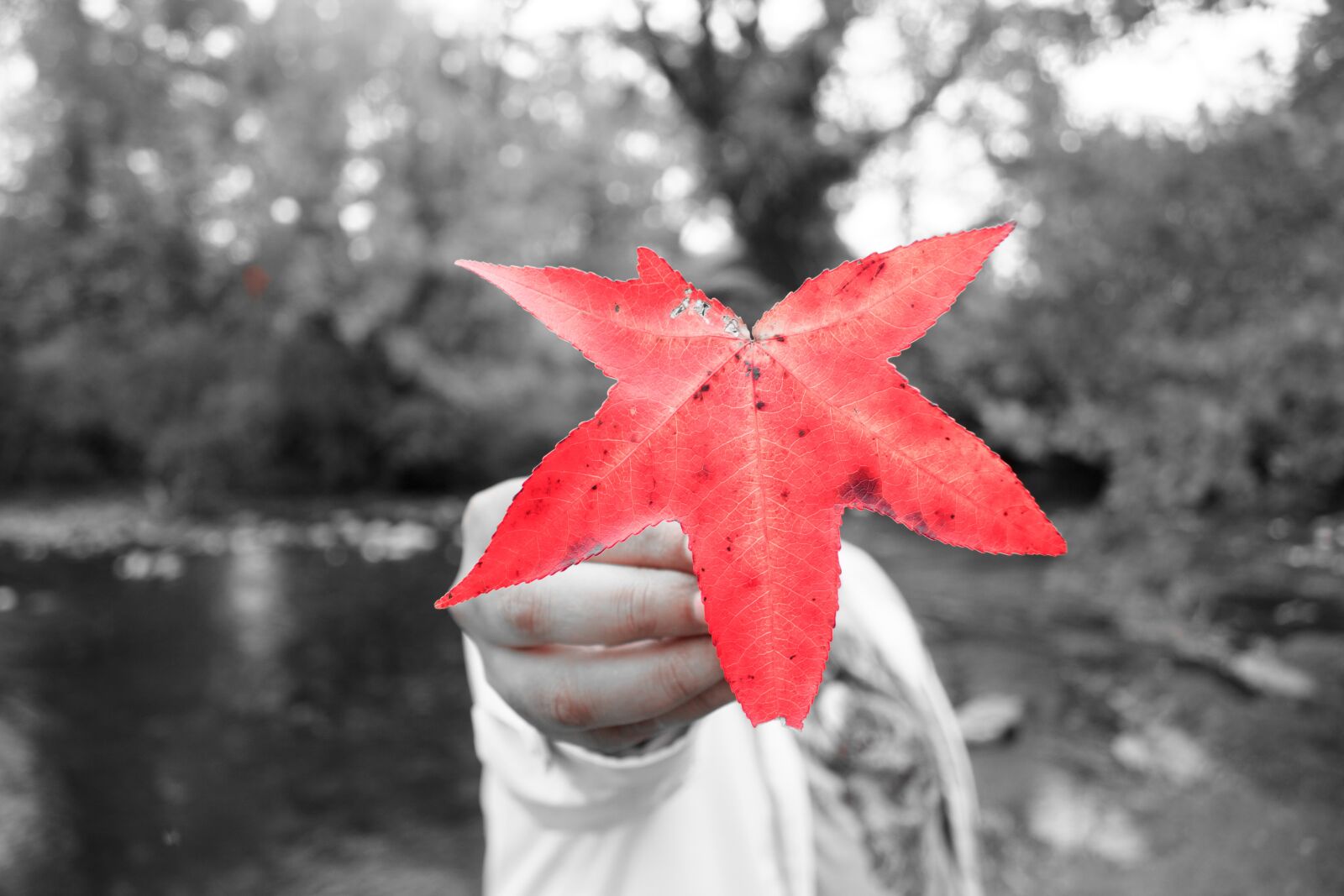 Canon EF-S 18-55mm F3.5-5.6 IS sample photo. Fall, fall red leave photography